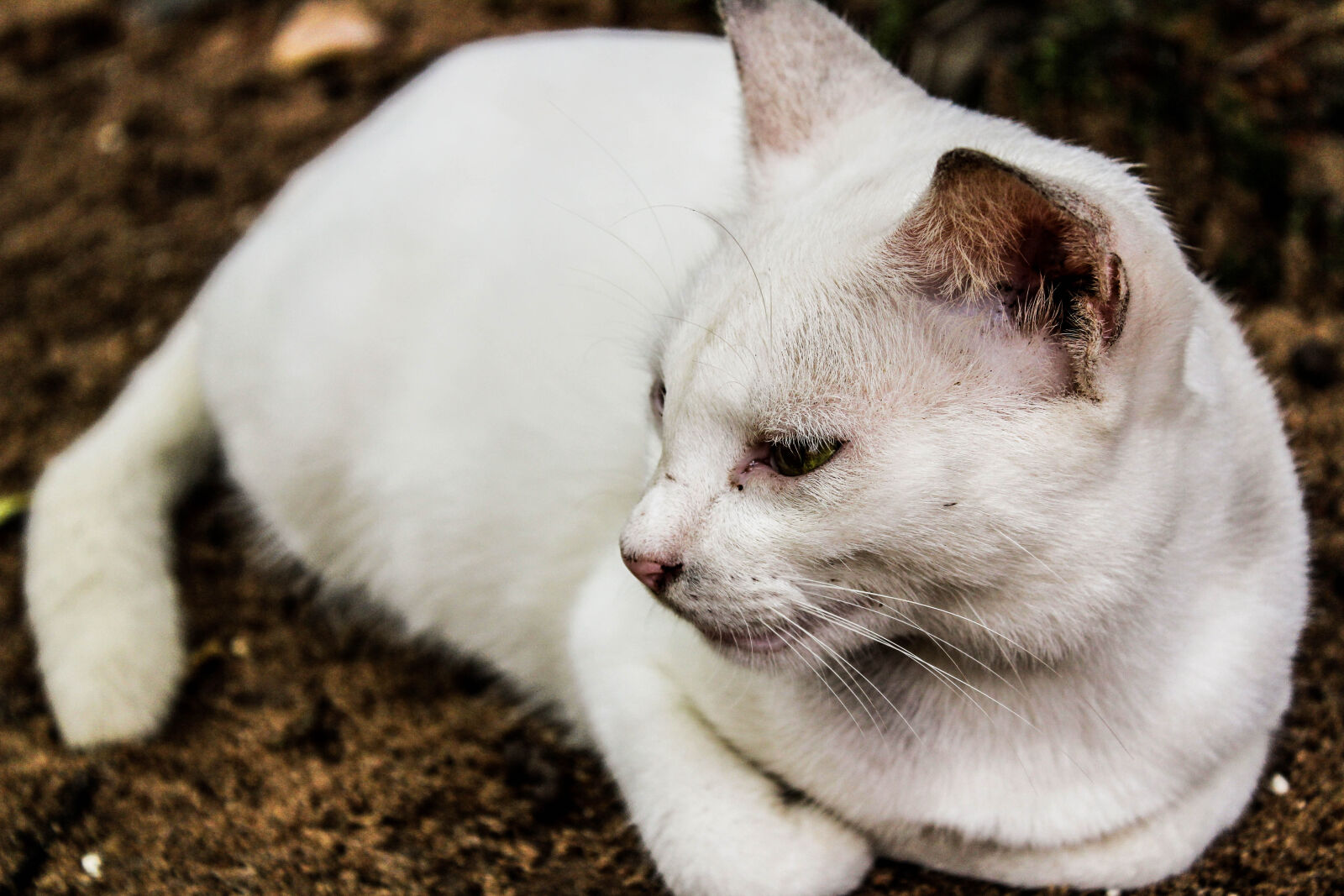 Canon EOS 1300D (EOS Rebel T6 / EOS Kiss X80) sample photo. Animal, biology, cat, closeup photography