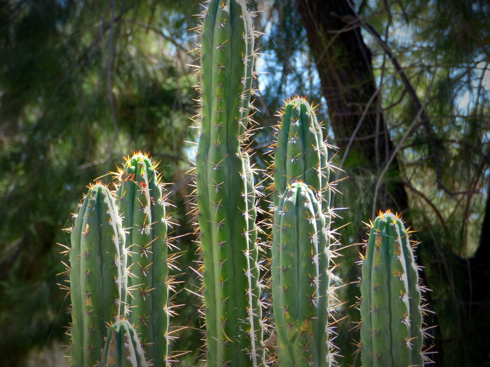 Panasonic Lumix DMC-FZ70 sample photo. Cactus, thorns, plant photography