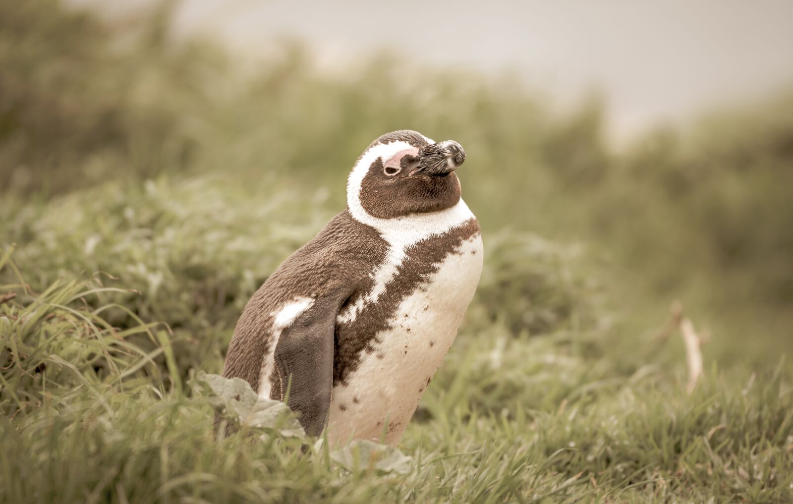 Nikon D750 sample photo. Penguin, grass, sunny photography