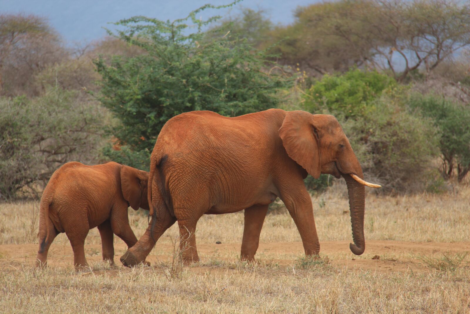 Canon EF-S 18-200mm F3.5-5.6 IS sample photo. Elephant, safari, kenya photography