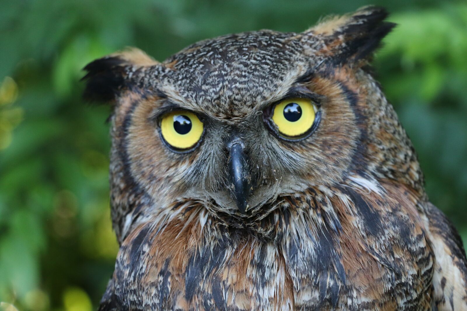 Canon EOS 70D sample photo. Owl, great horned owl photography
