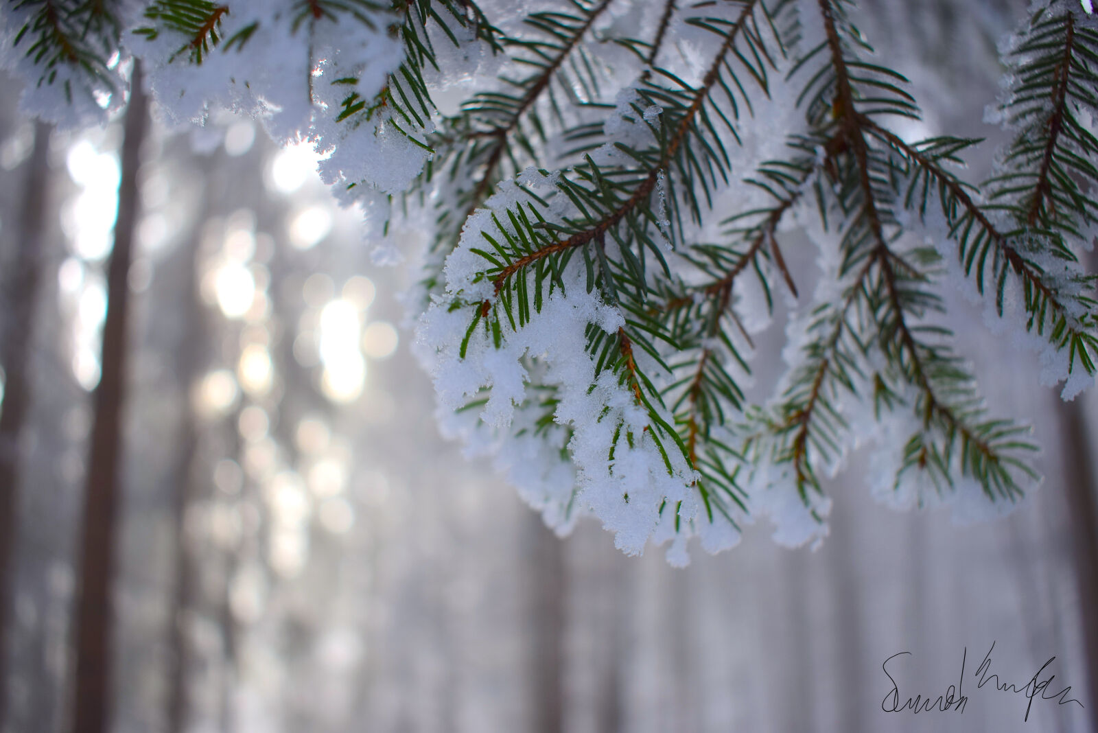 Nikon D3300 sample photo. Forest, snow photography