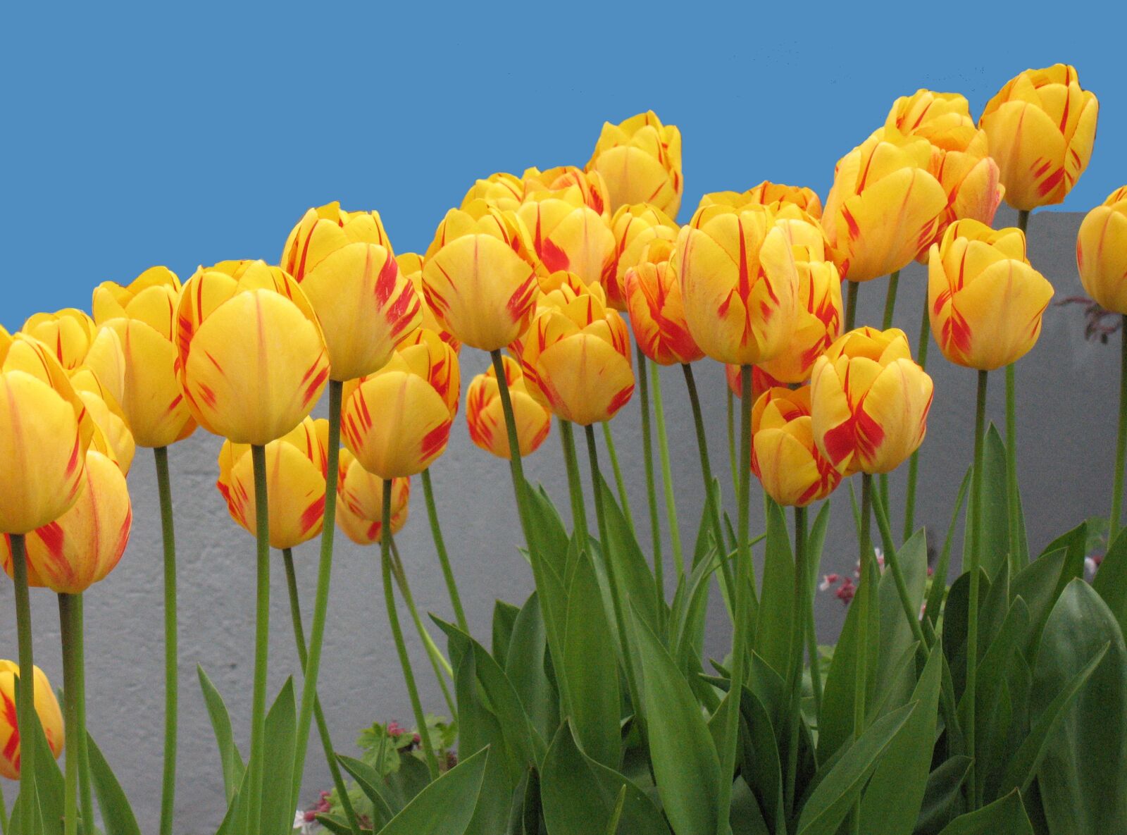 Canon POWERSHOT A630 sample photo. Tulips, flowers, nature photography