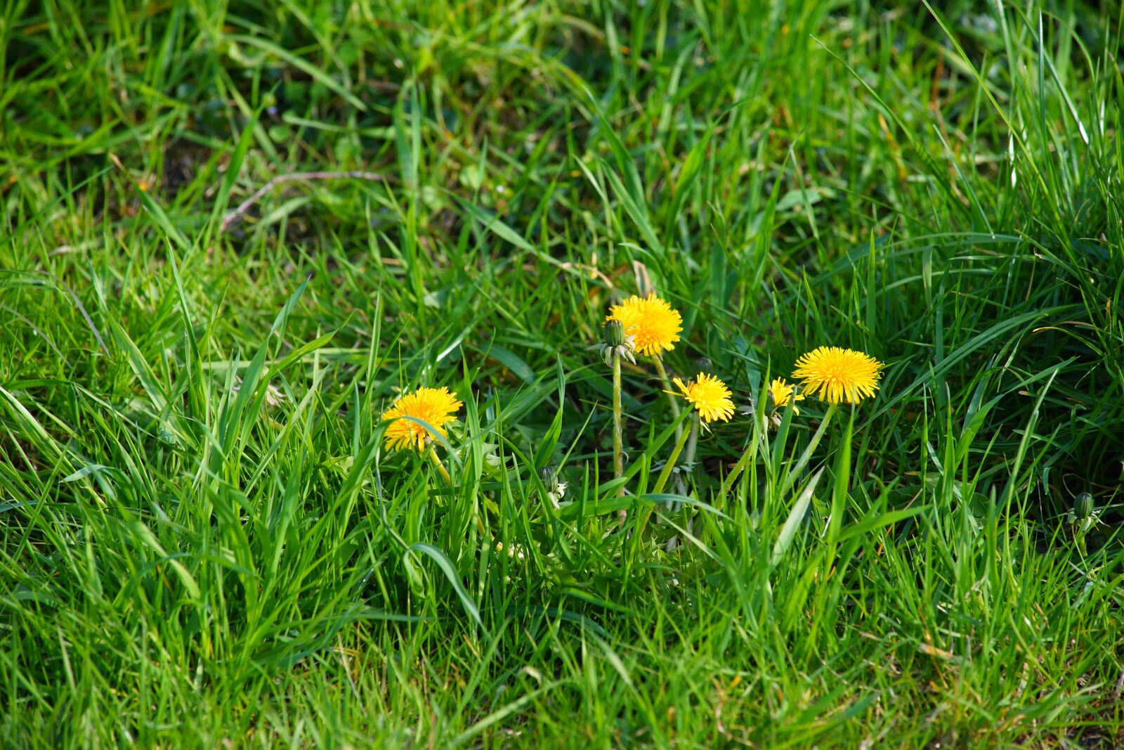 Sony a99 II sample photo. Dandelion, meadow, plant photography