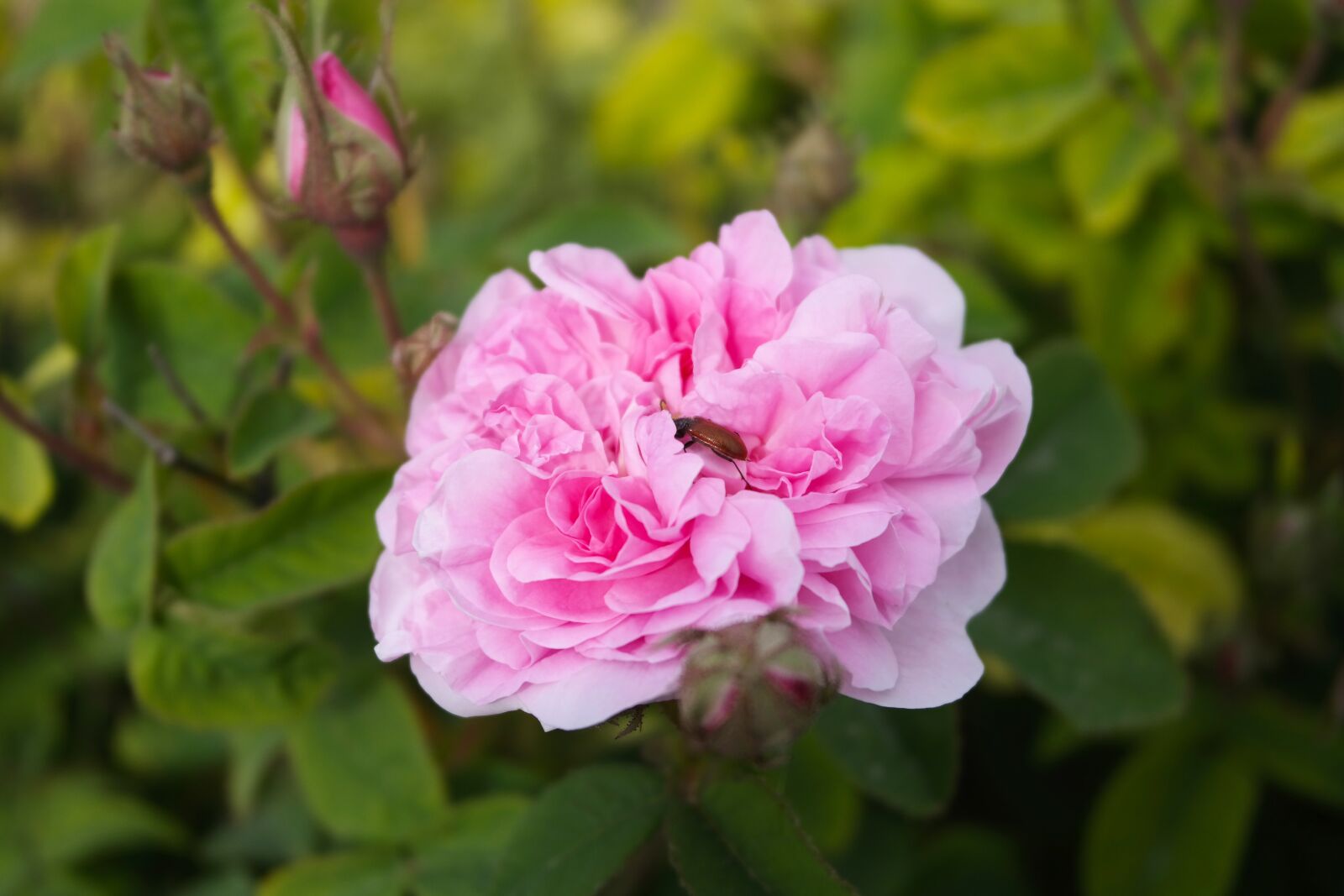 Samsung NX300 sample photo. Rose, aroma, garden photography