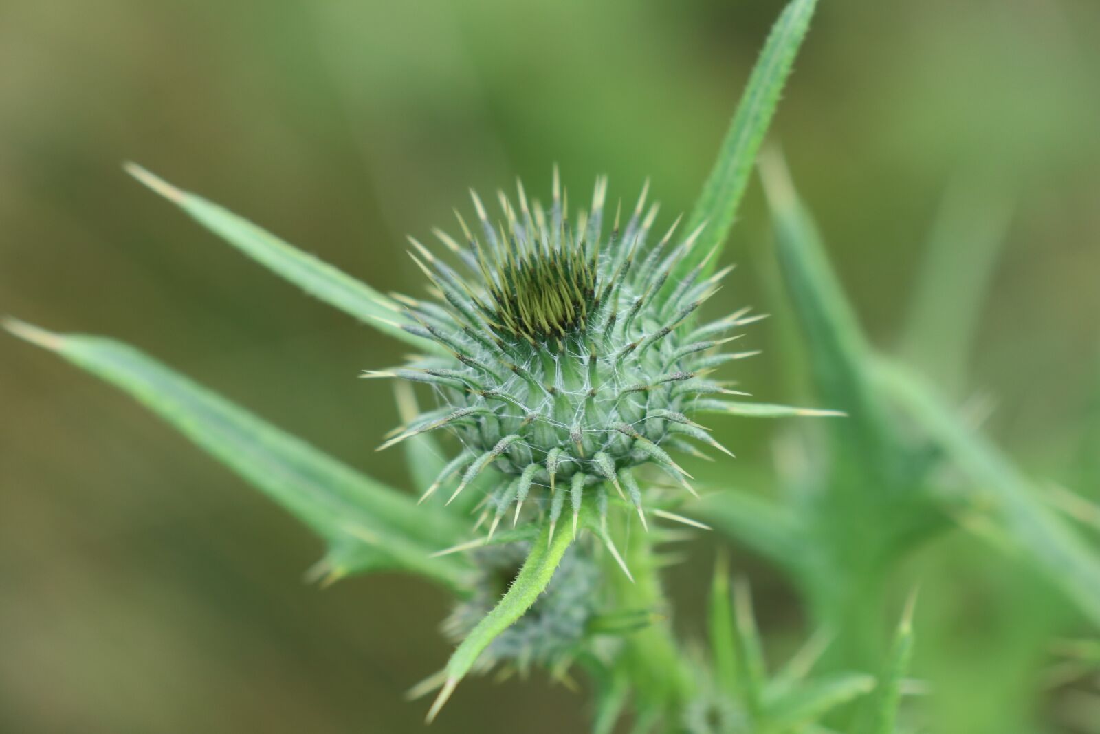 Canon EOS M6 sample photo. Green, thistle, summer photography