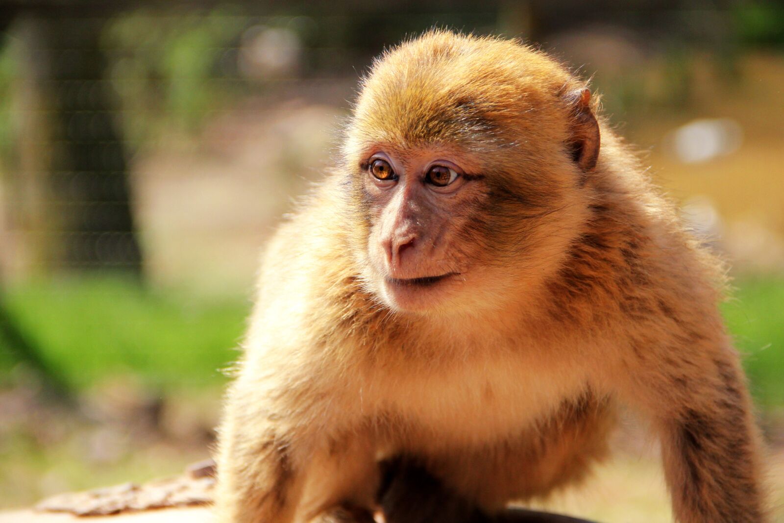 Canon EOS 550D (EOS Rebel T2i / EOS Kiss X4) sample photo. Monkey, nature, animal photography
