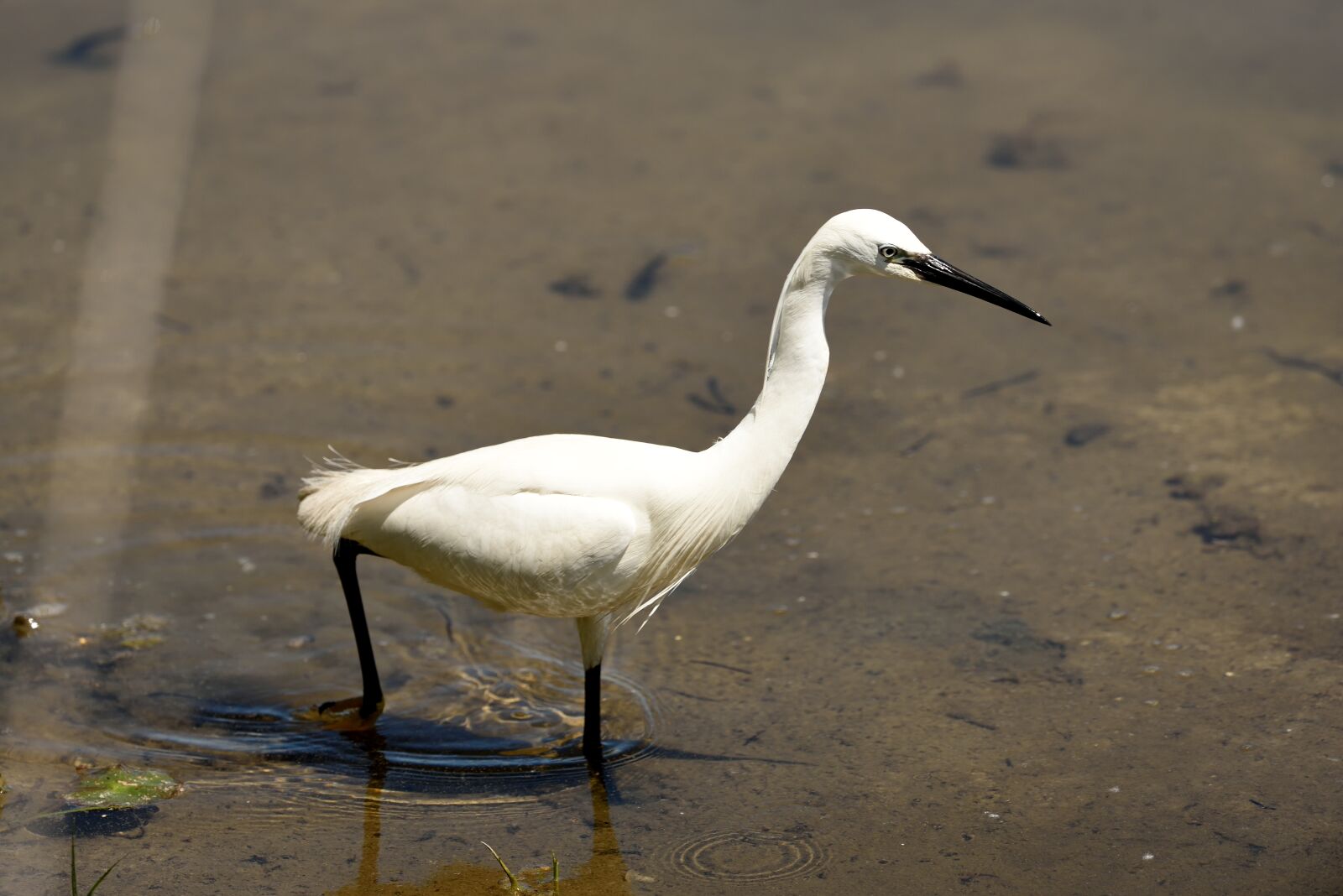 Nikon D750 sample photo. Little egret, pond, bird photography