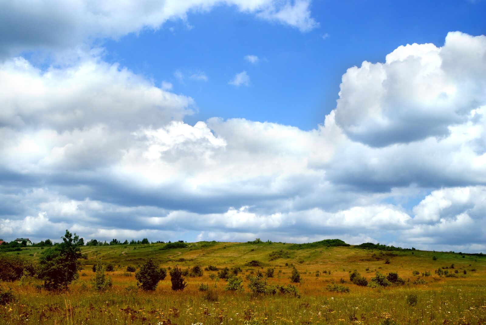 Sony Alpha DSLR-A200 sample photo. Meadow, grass, nature photography