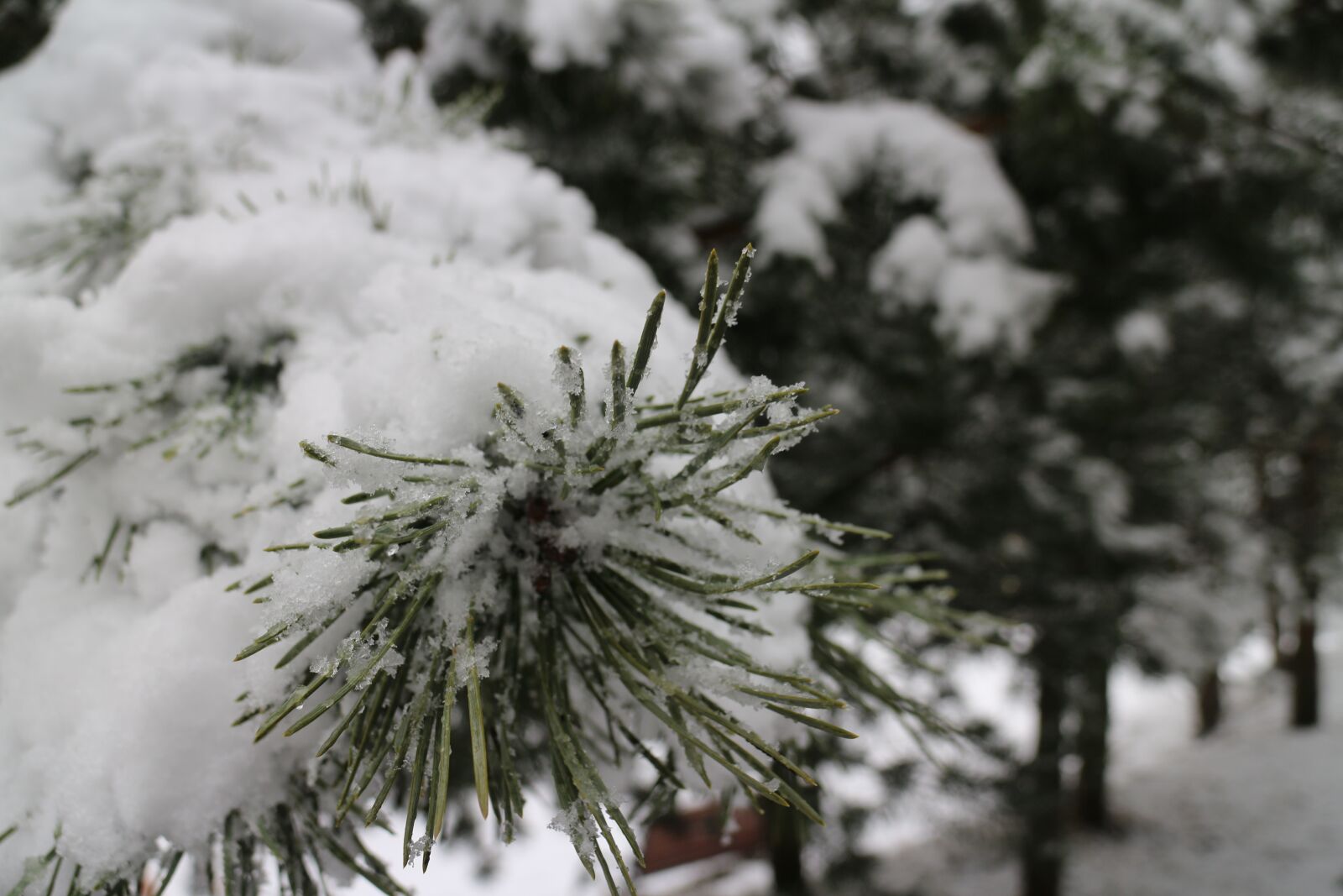 Canon EOS M + Canon EF-M 18-55mm F3.5-5.6 IS STM sample photo. Firs, snow, trees photography