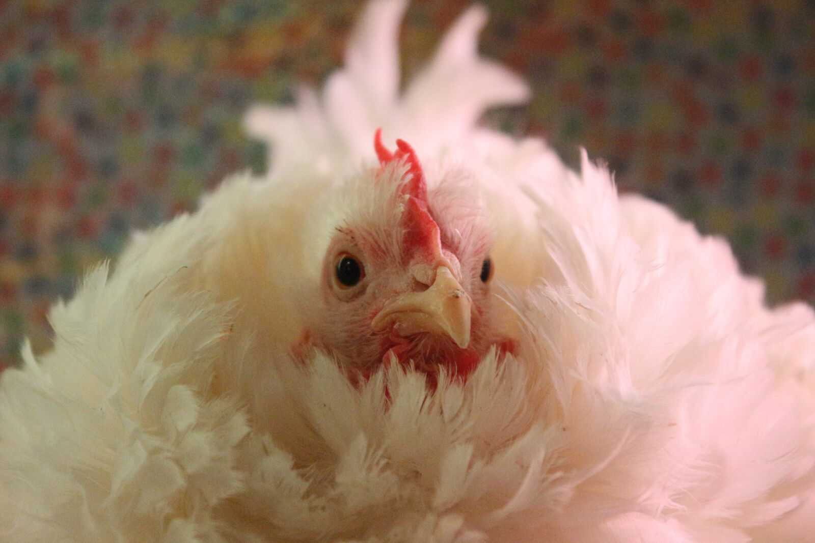 Canon EF-S 18-55mm F3.5-5.6 IS sample photo. Chicken, hen, curly photography