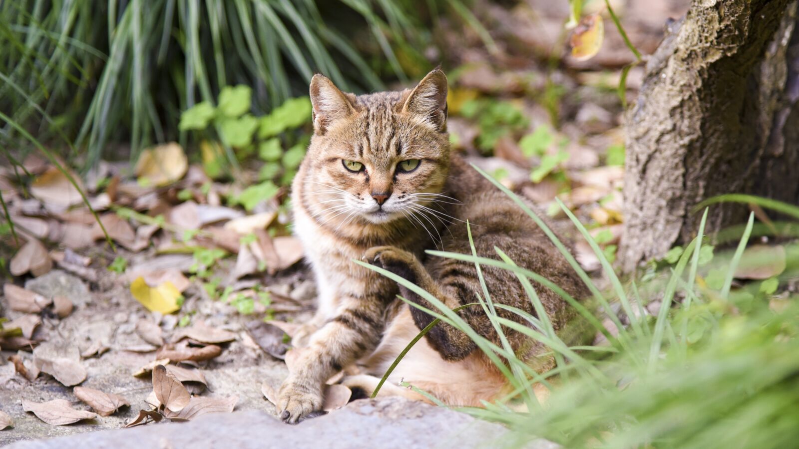 Nikon D750 sample photo. Cat, kitty, kitten photography