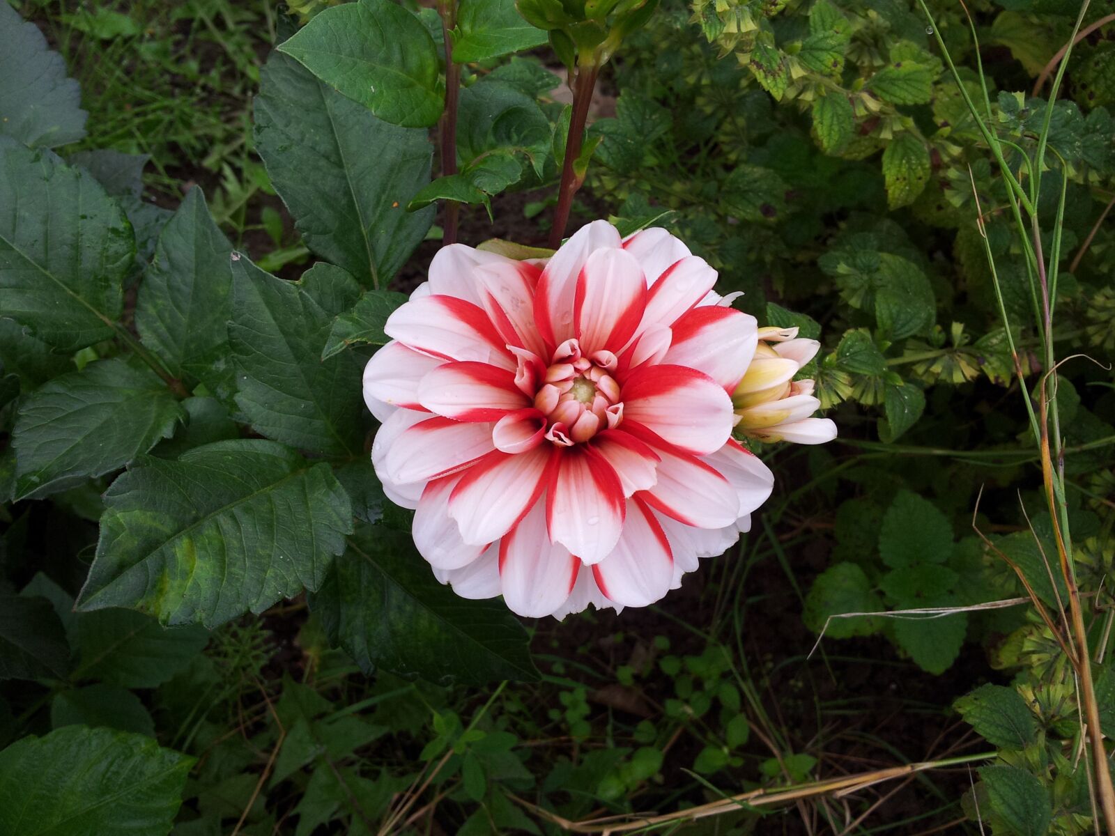 Samsung Galaxy S2 sample photo. Flower, pink, plant photography