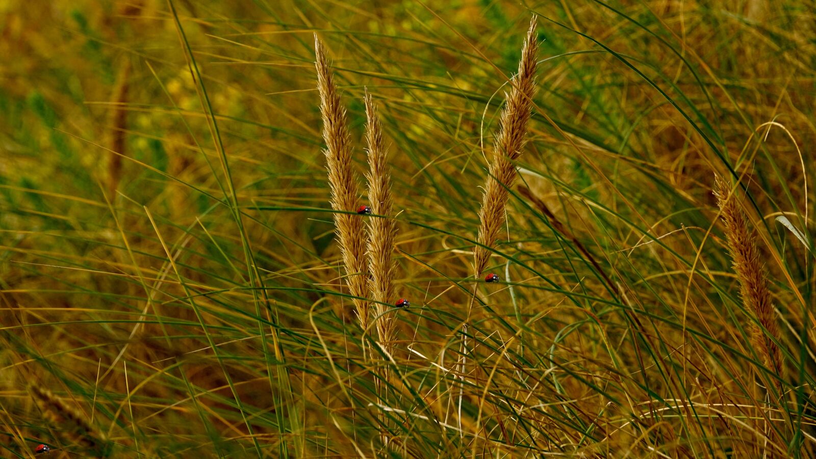 Sony Cyber-shot DSC-RX10 III sample photo. Nature, plant, lawn photography