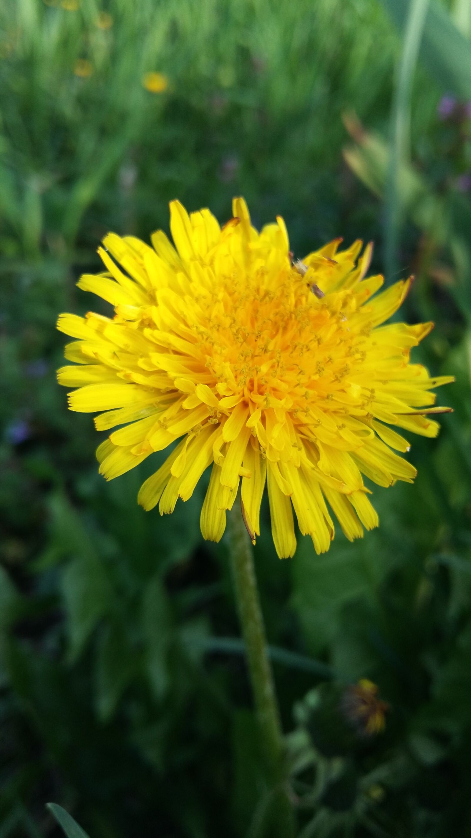 Samsung Galaxy A5 sample photo. Nature, summer, flower photography