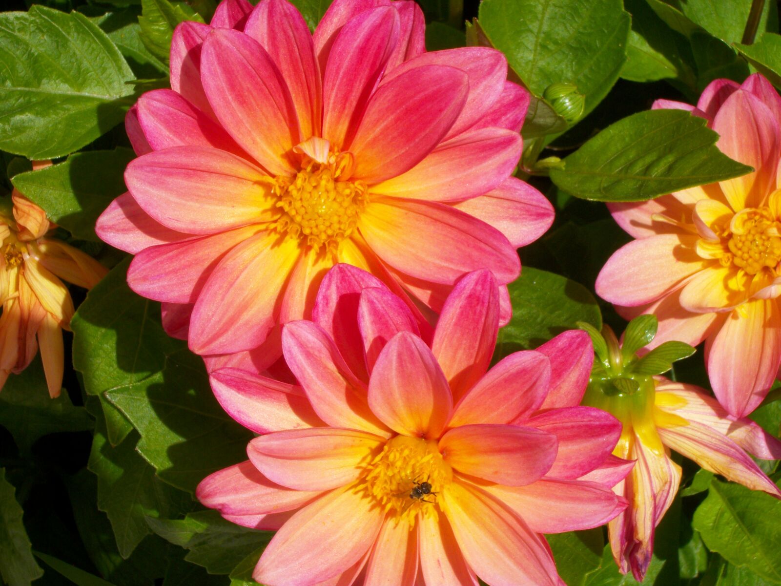 Pentax Optio M85 sample photo. Flowering, flower, flowers photography
