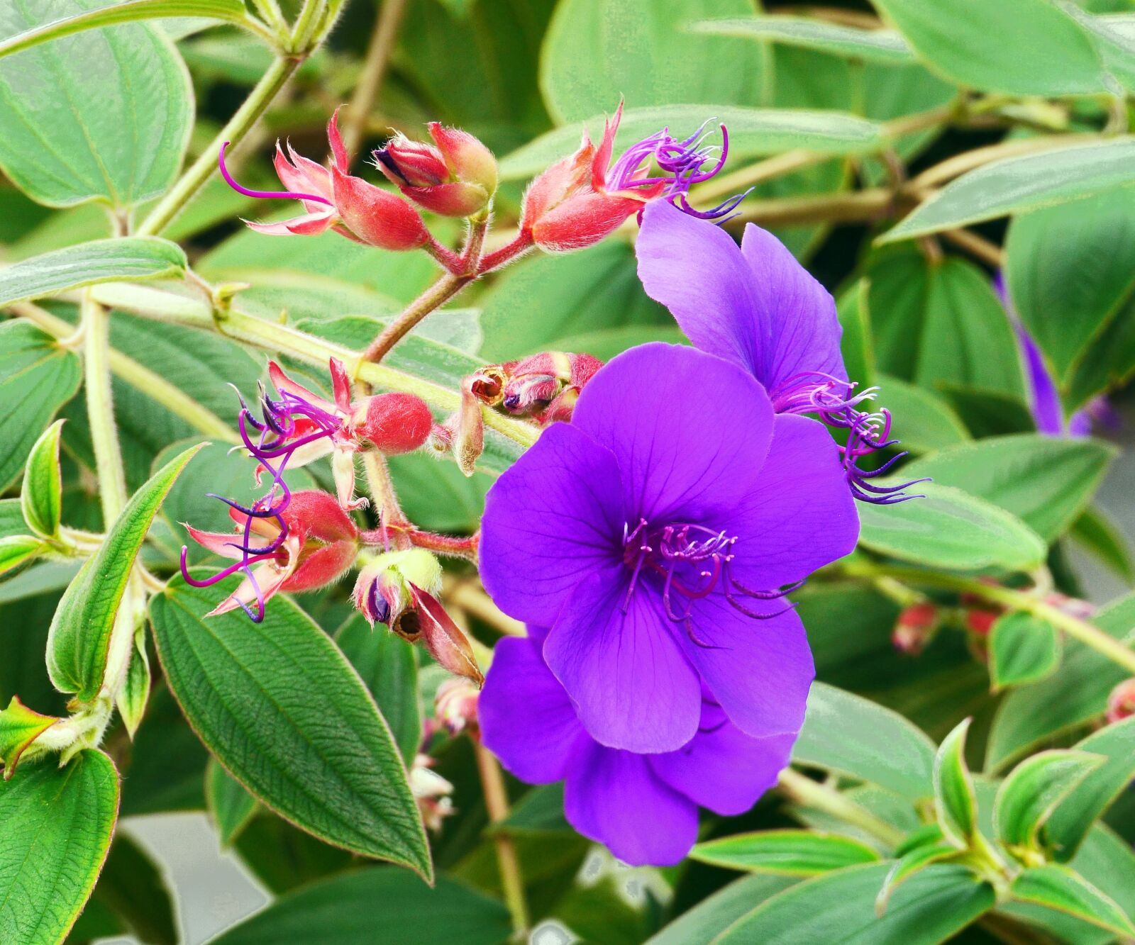 Panasonic Lumix DMC-GH3 sample photo. Princess flower, china, exotic photography