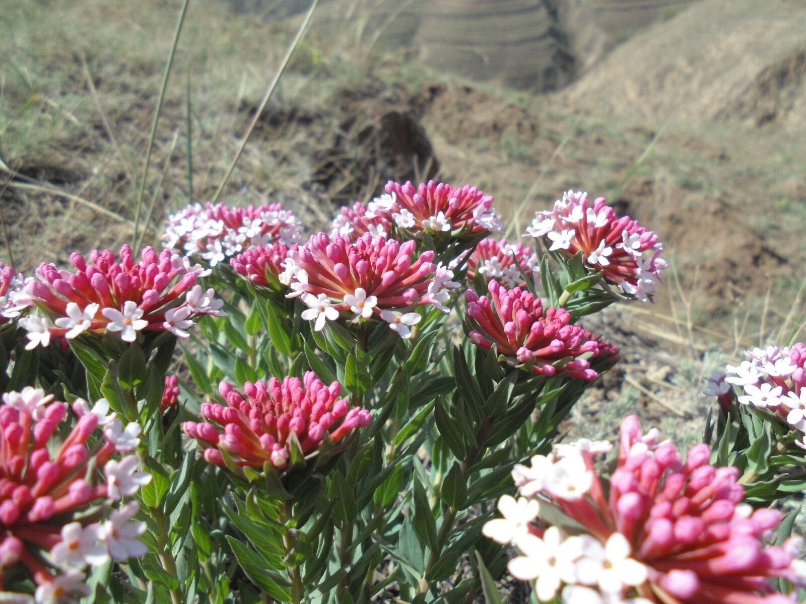 Sony DSC-W670 sample photo. Wild flowers, the loess photography