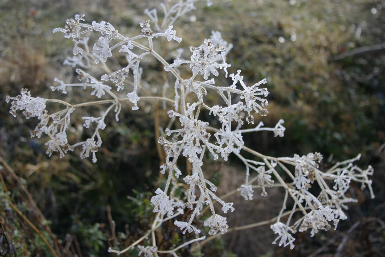 Canon EOS 10D sample photo. Winter, ice, beauty photography
