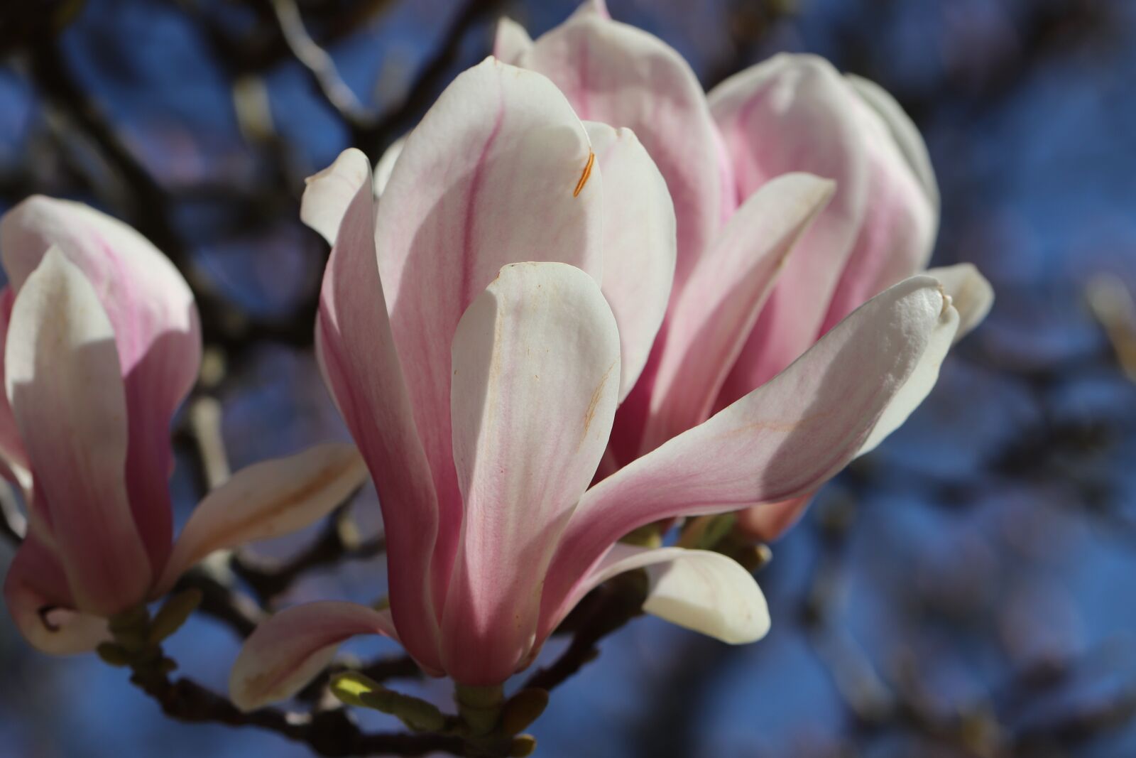 Canon EOS 800D (EOS Rebel T7i / EOS Kiss X9i) sample photo. Magnolia, tulip magnolia, flowers photography