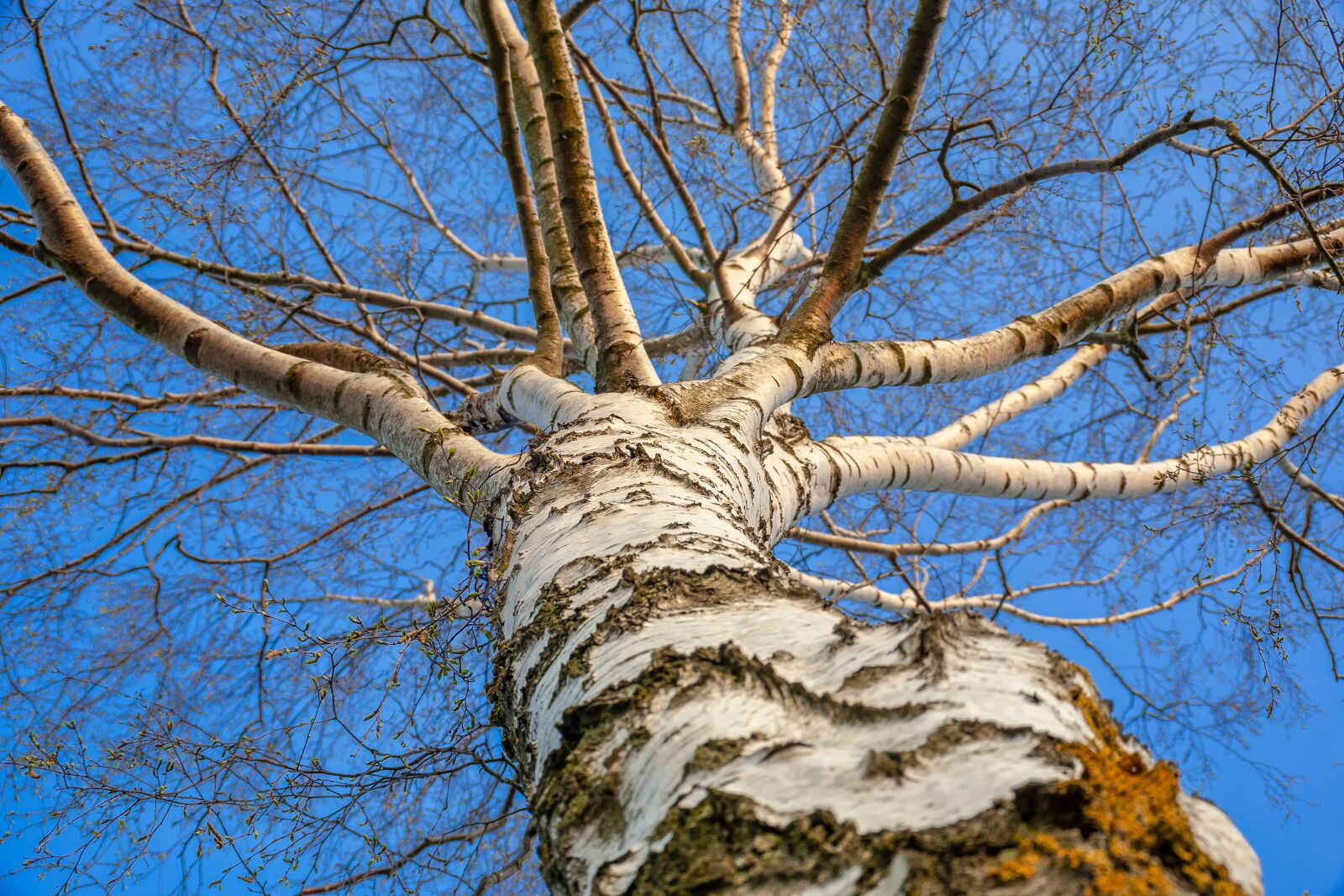 Canon EOS 5D sample photo. Birch, tree, nature photography