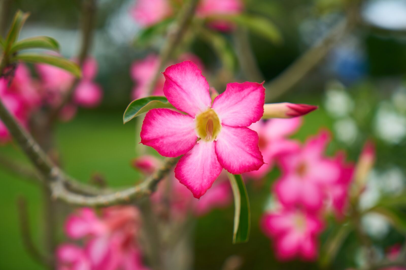 Sony a7R II sample photo. Flowers, nature, plant photography