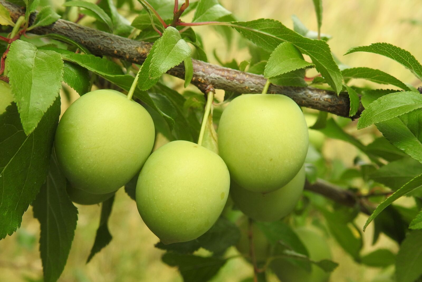 Nikon Coolpix P900 sample photo. Cherry plum, yellow plums photography