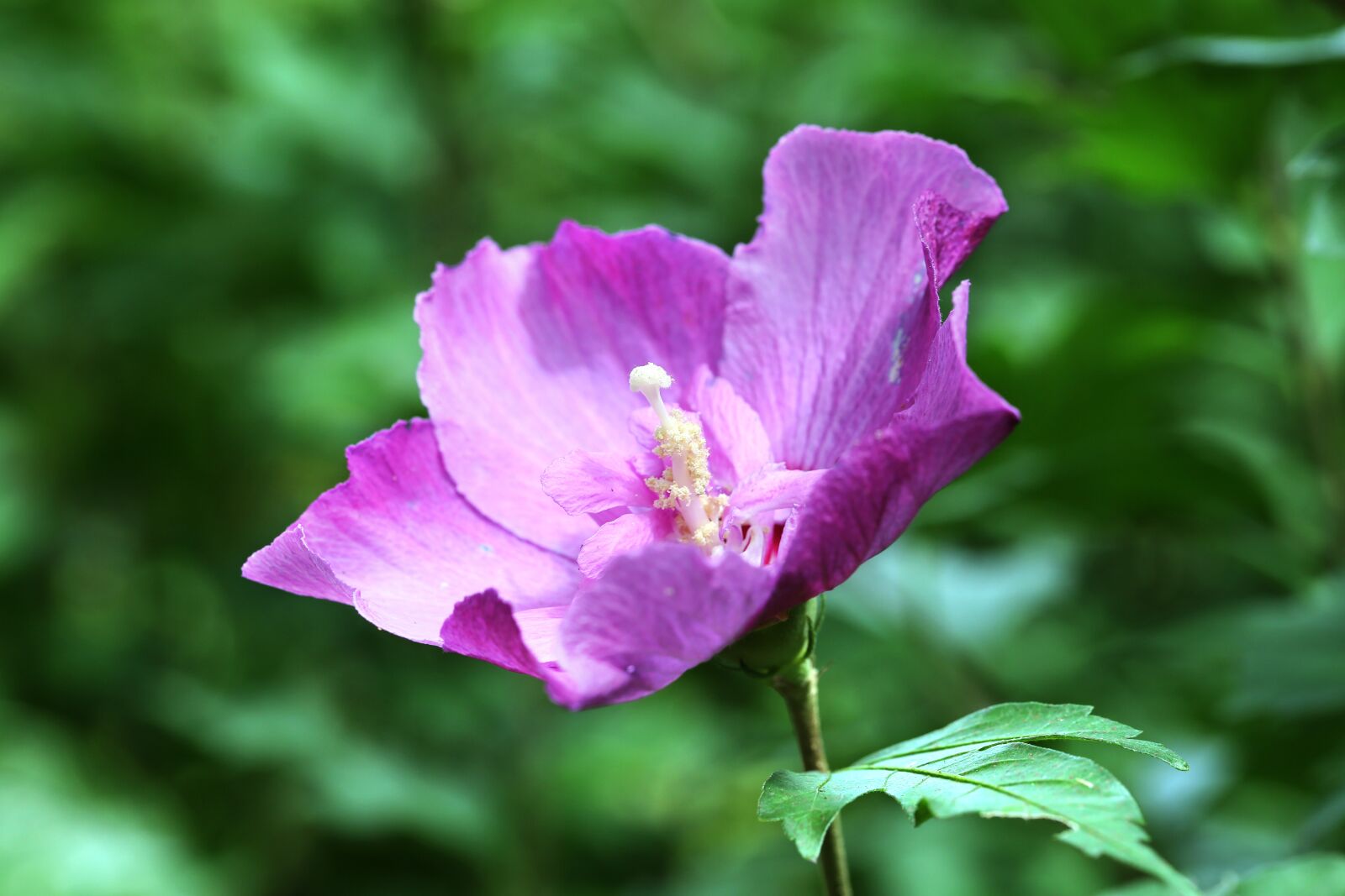 Canon EF 100mm F2.8L Macro IS USM sample photo. Flowers, rose of sharon photography
