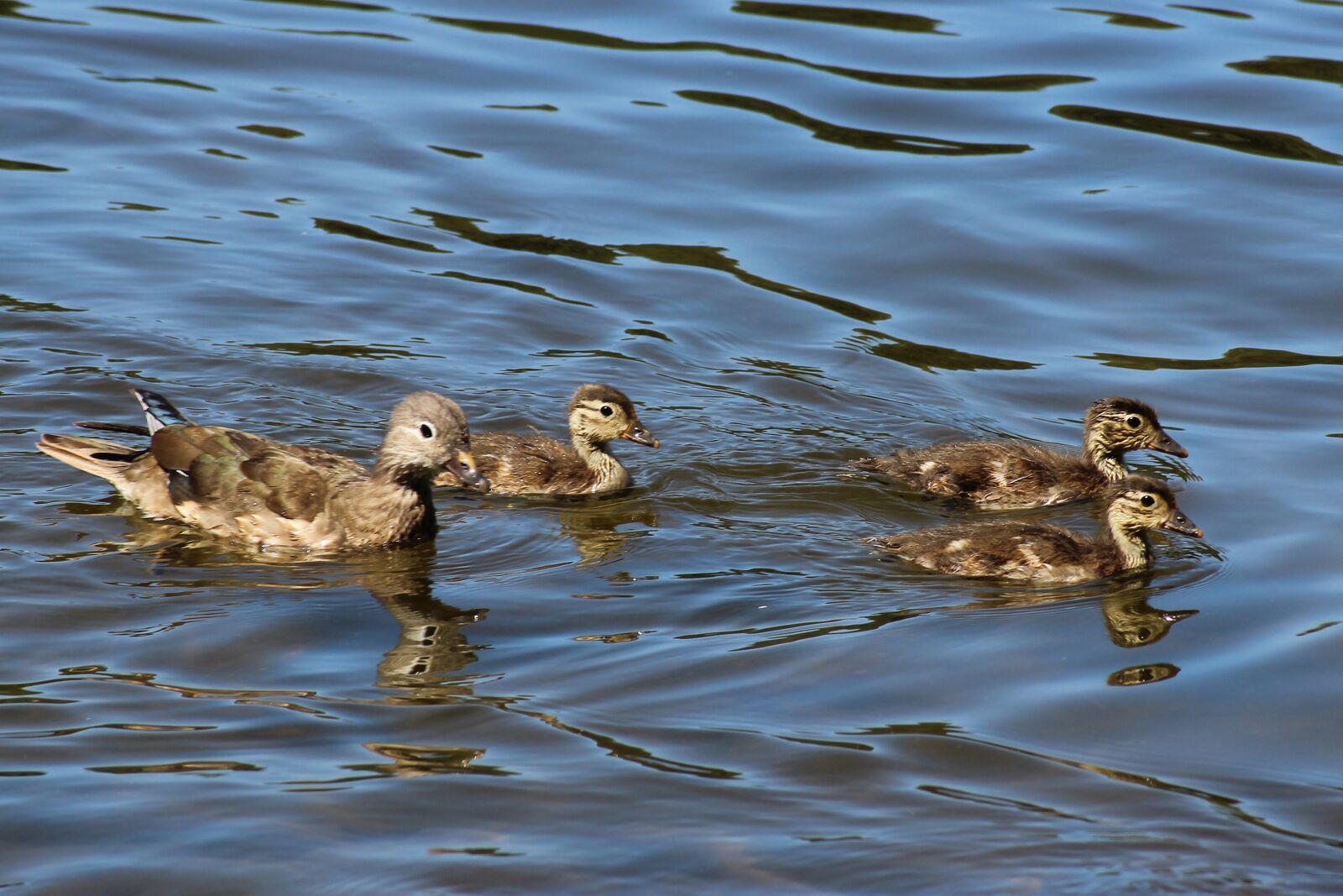 Canon EOS 600D (Rebel EOS T3i / EOS Kiss X5) sample photo. Duck, chicken, lake photography