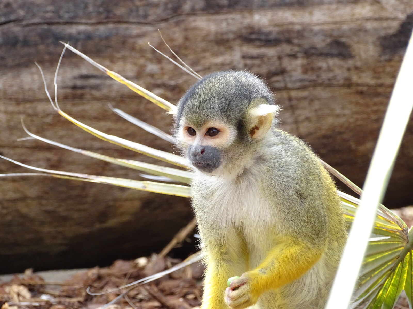 Sony Cyber-shot DSC-HX400V sample photo. Animal, animals, cute, animals photography