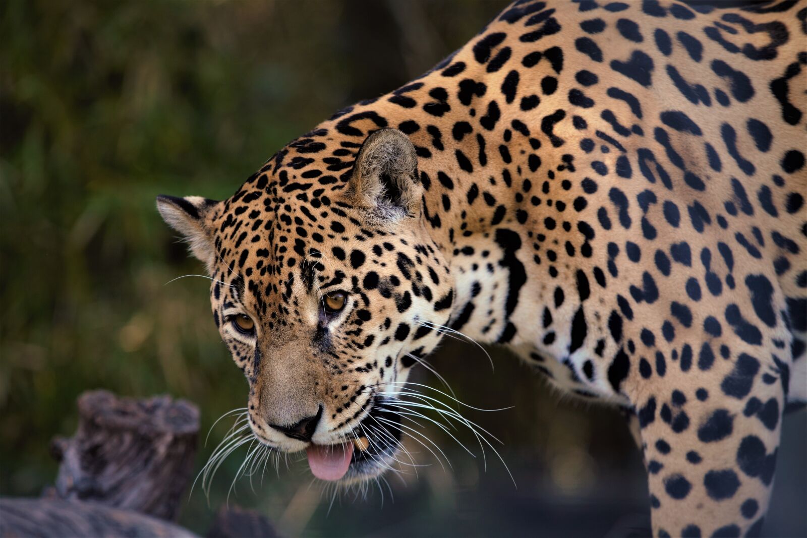 Canon EOS 5D Mark II sample photo. Feline, tiger, nature photography