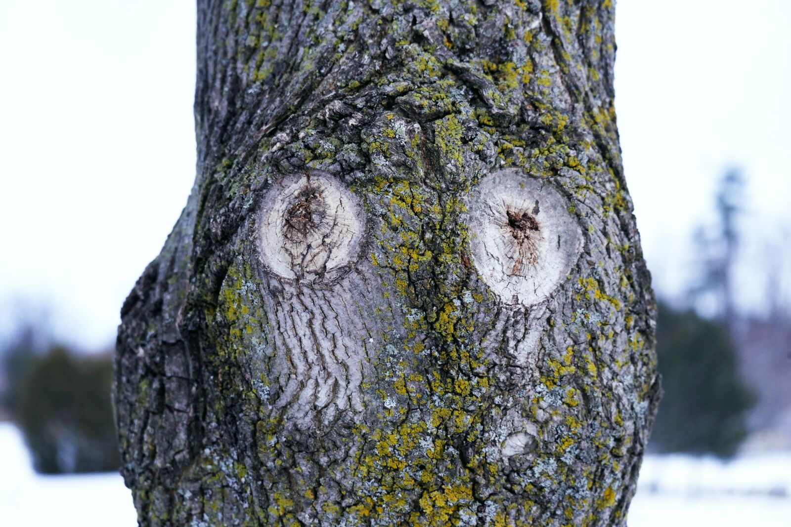 Fujifilm X-A5 sample photo. Nature, tree, the bark photography