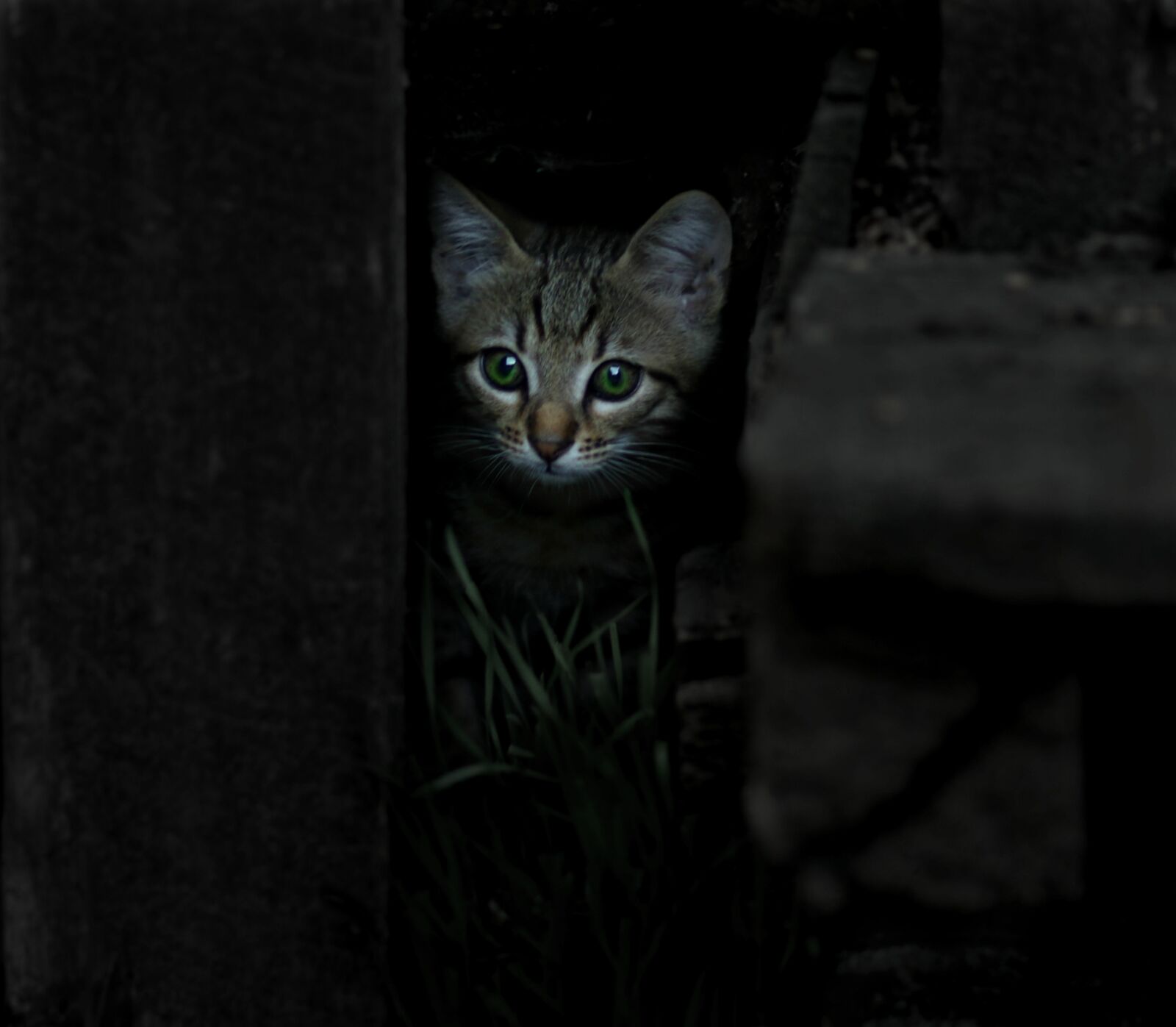 Canon EF 85mm F1.8 USM sample photo. Cat, small, animals photography