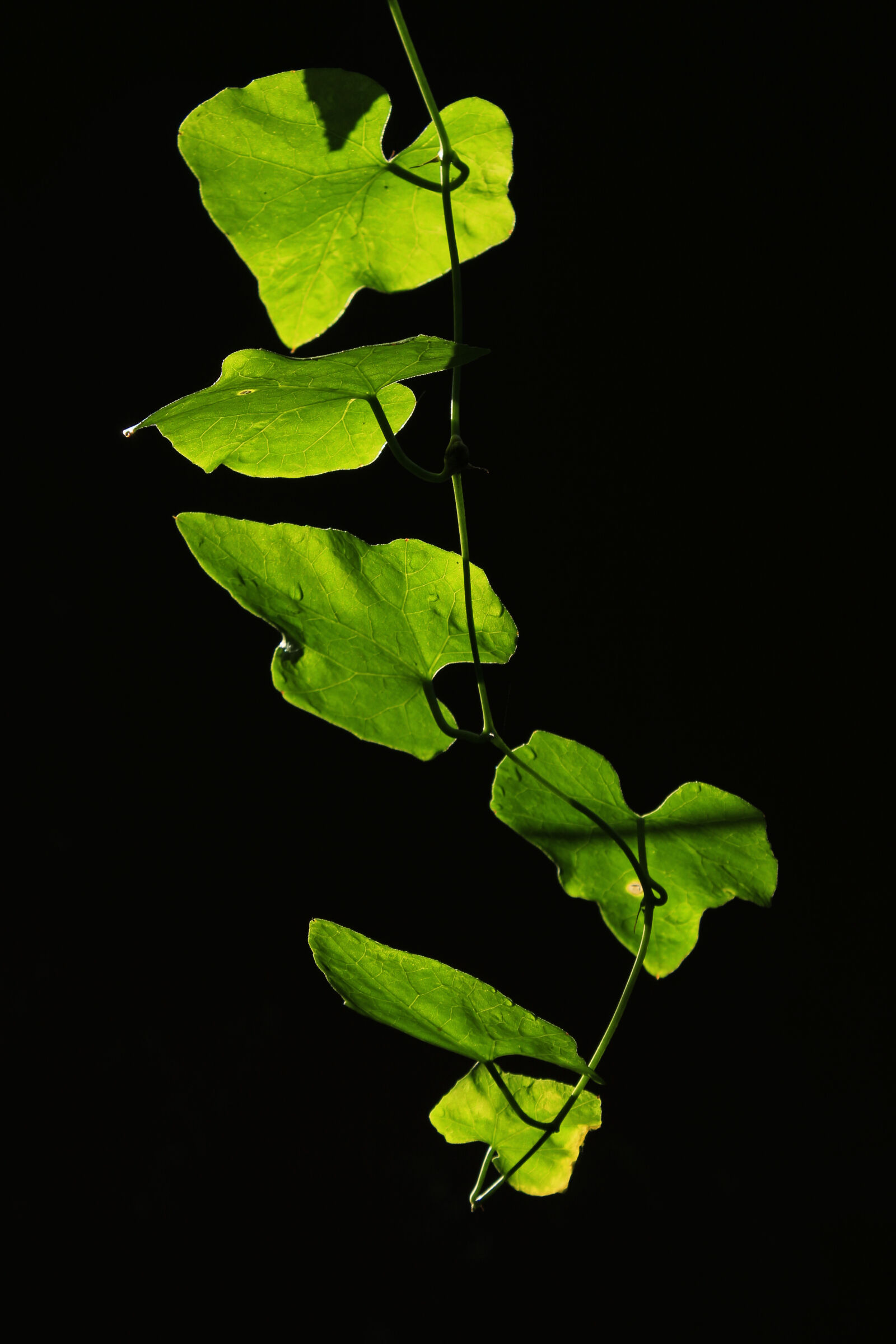 Canon EOS 700D (EOS Rebel T5i / EOS Kiss X7i) sample photo. Autumn, backlight, backlighting, backlit photography