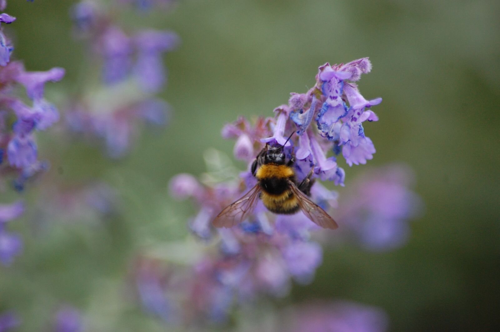 Nikon D40 sample photo. Bee, flower, nature photography