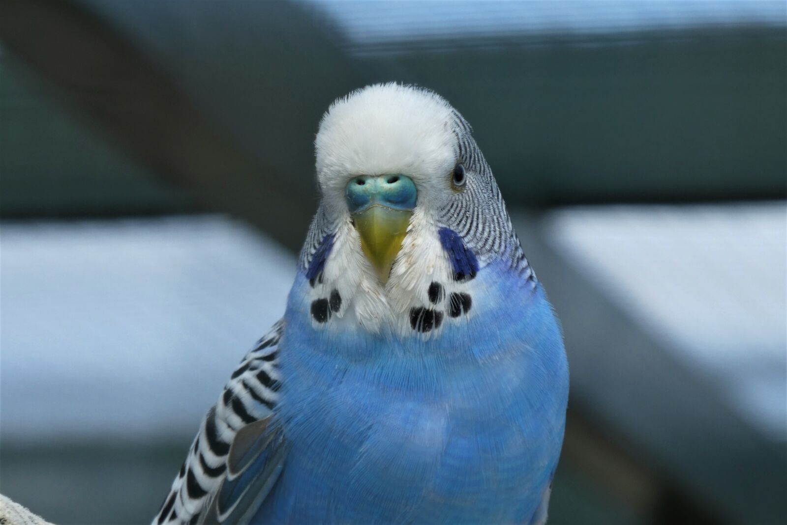 Panasonic Lumix DC-ZS70 (Lumix DC-TZ90) sample photo. Parakeet, bird, plumage photography