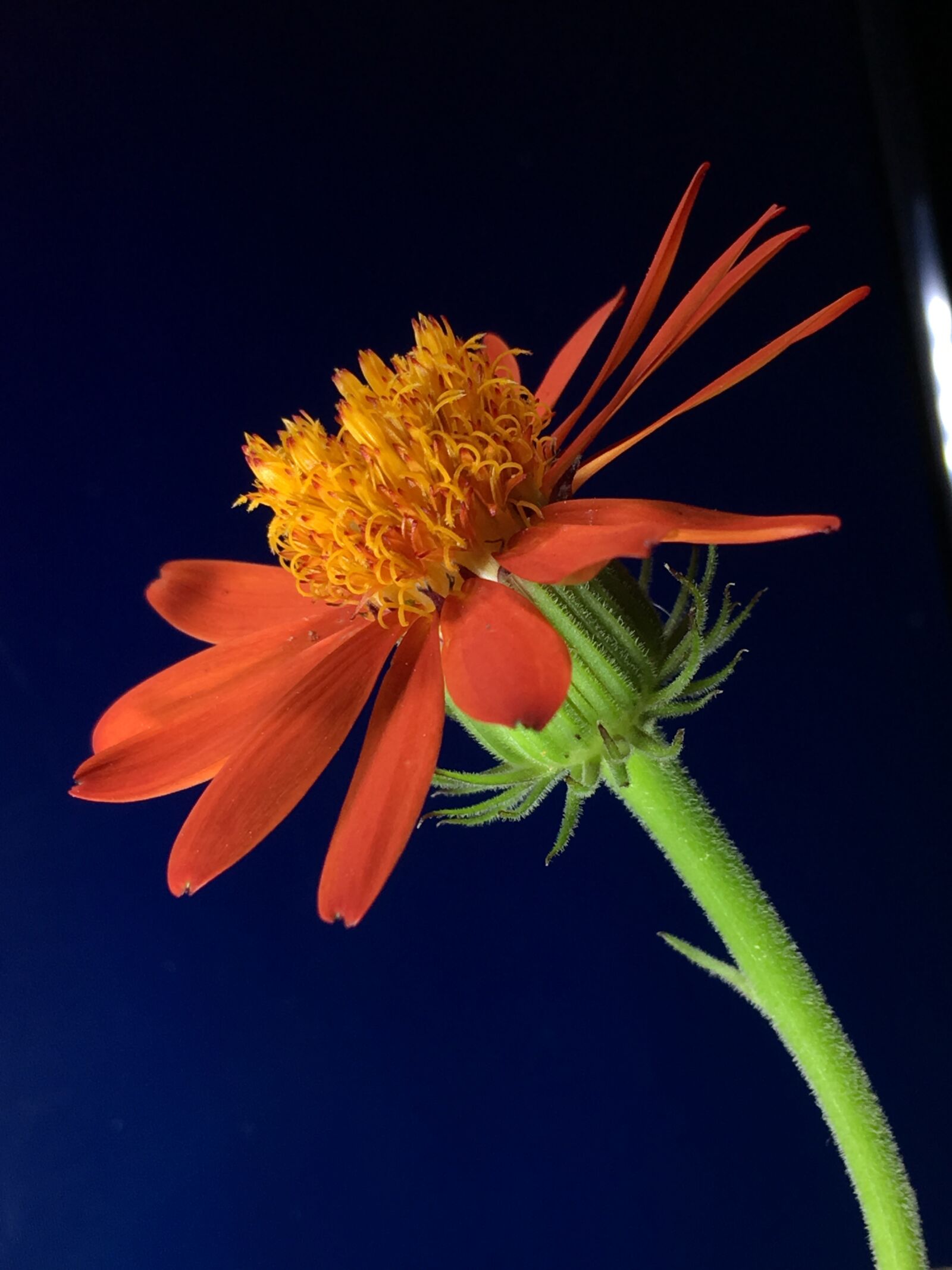 Apple iPhone 6s Plus sample photo. Flower, orange flower, plant photography