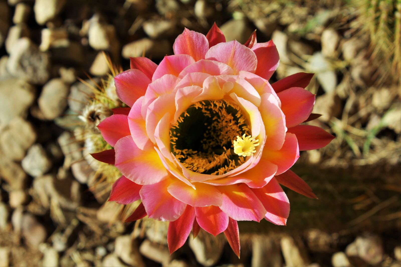 Canon EOS 1200D (EOS Rebel T5 / EOS Kiss X70 / EOS Hi) sample photo. Desert, cactus, flower photography