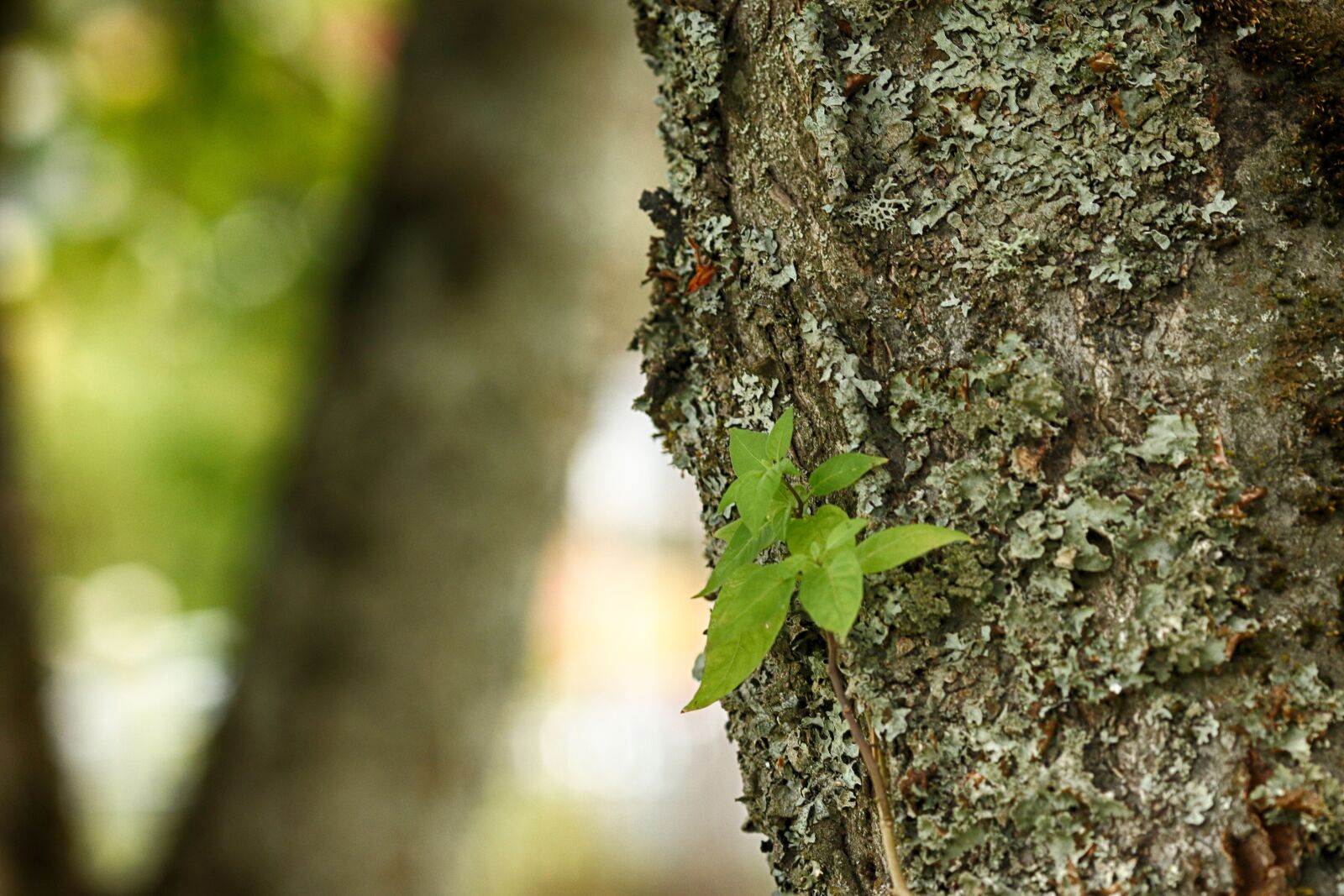 Canon EOS 7D Mark II + Canon EF 135mm F2L USM sample photo. Tree, leaf, wood photography