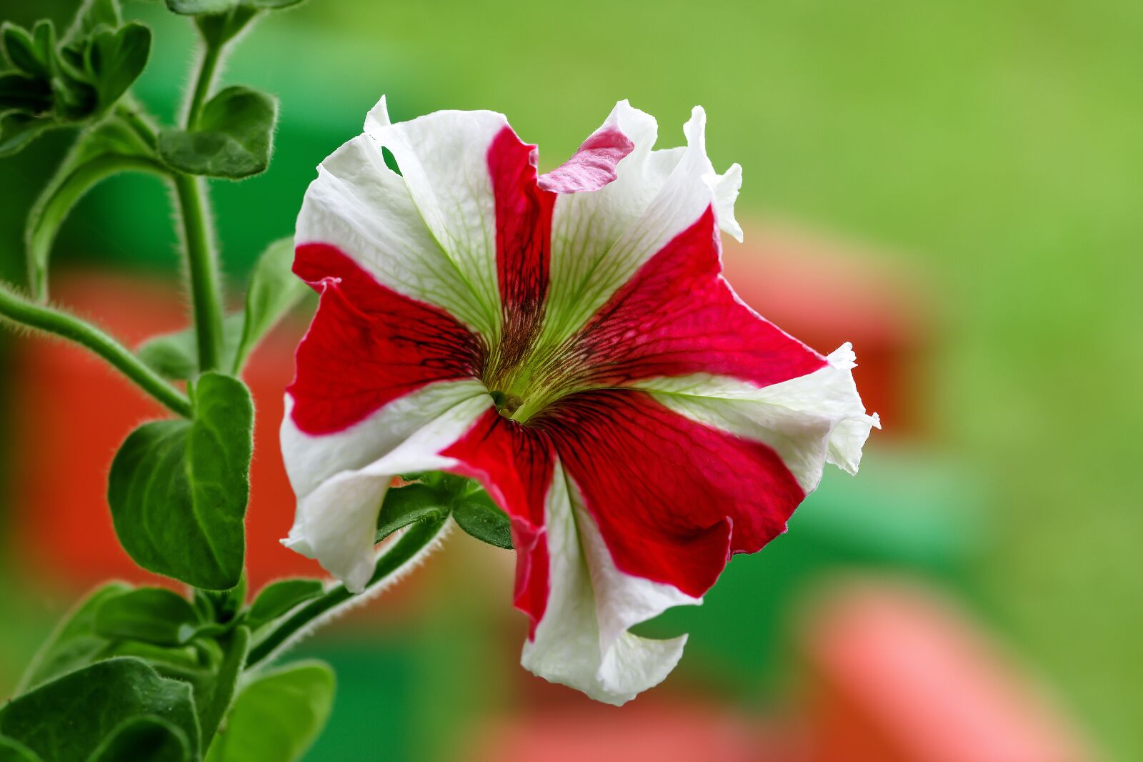 Nikon D7200 sample photo. Petunia, ornamental plant, blossom photography