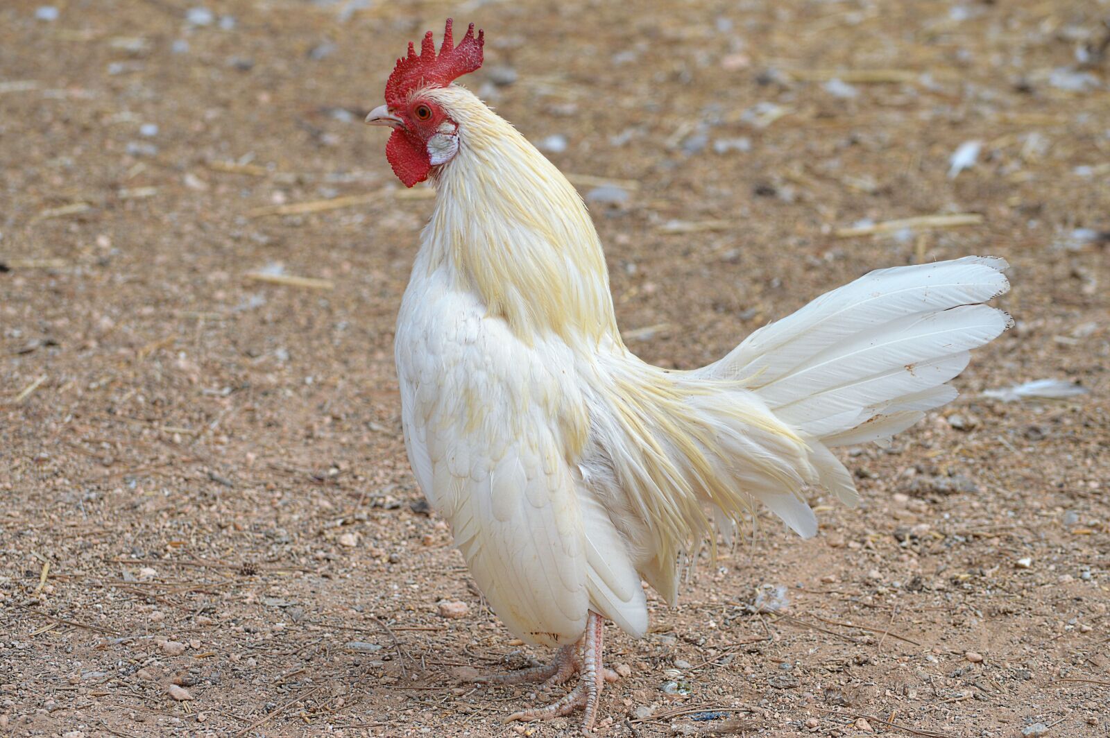 Nikon D3200 sample photo. White cock, gallo, ave photography
