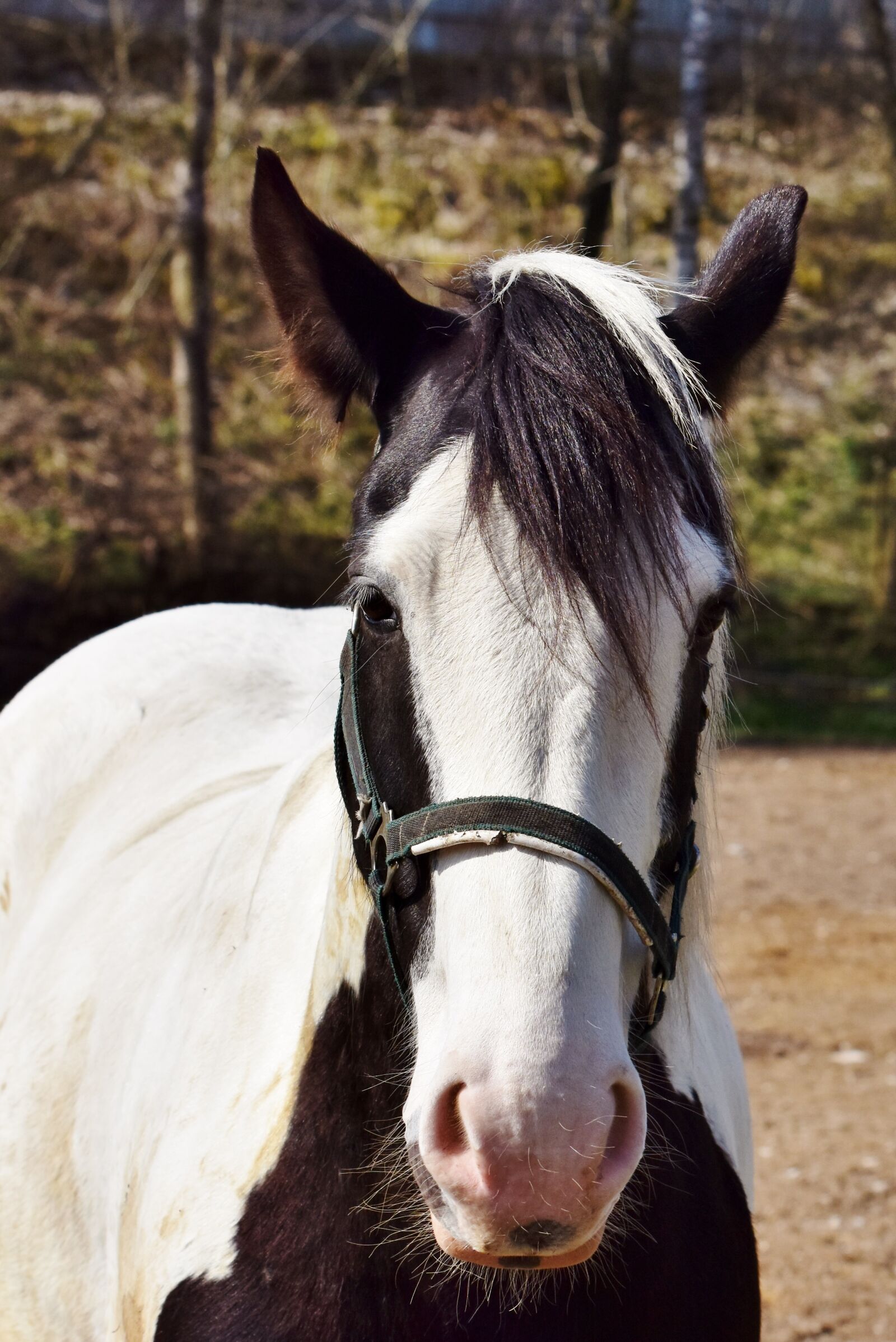 Nikon D7200 sample photo. Horse, horse head, mold photography