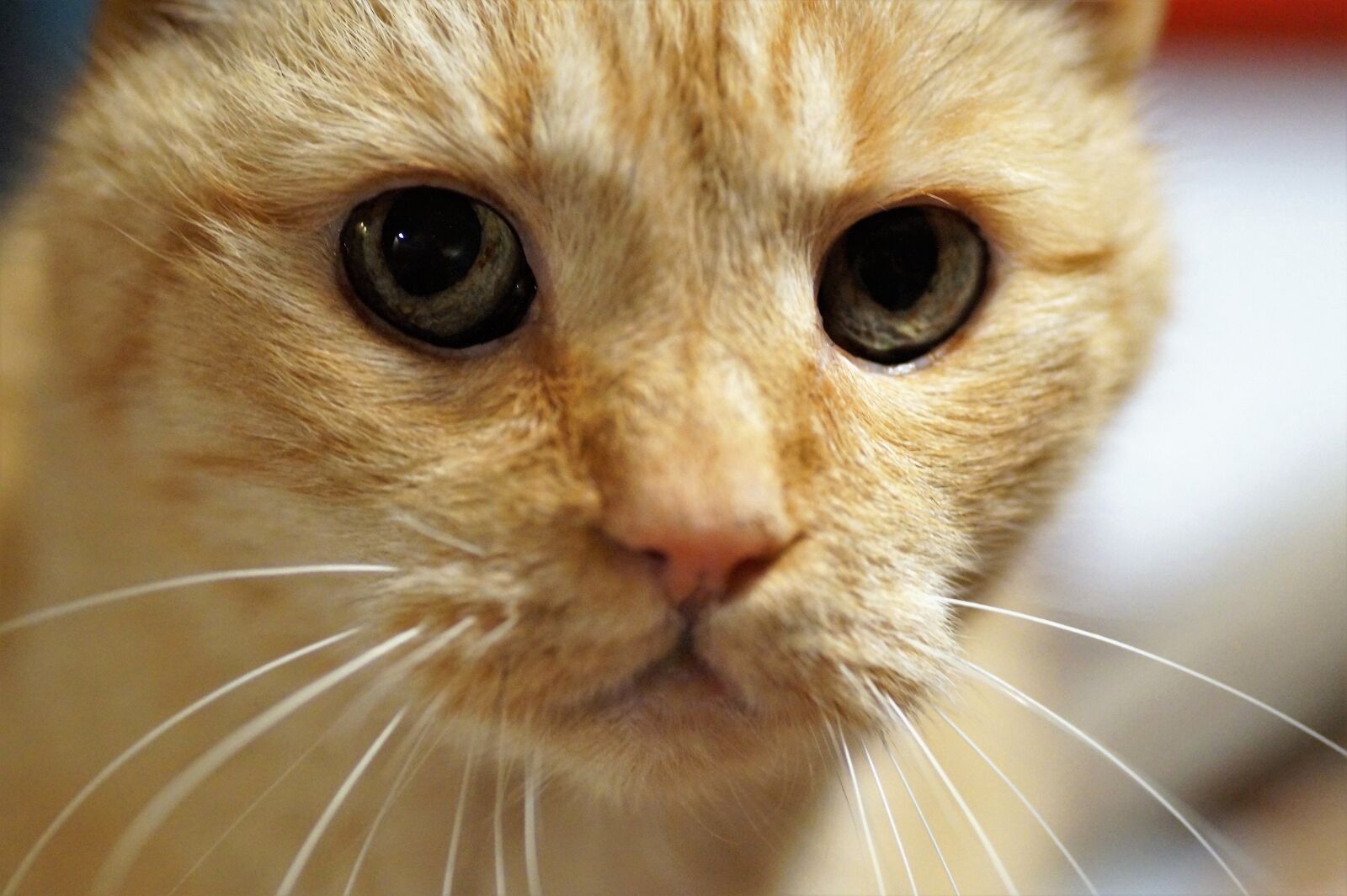 Sony SLT-A58 sample photo. Cat, home, tomcat photography