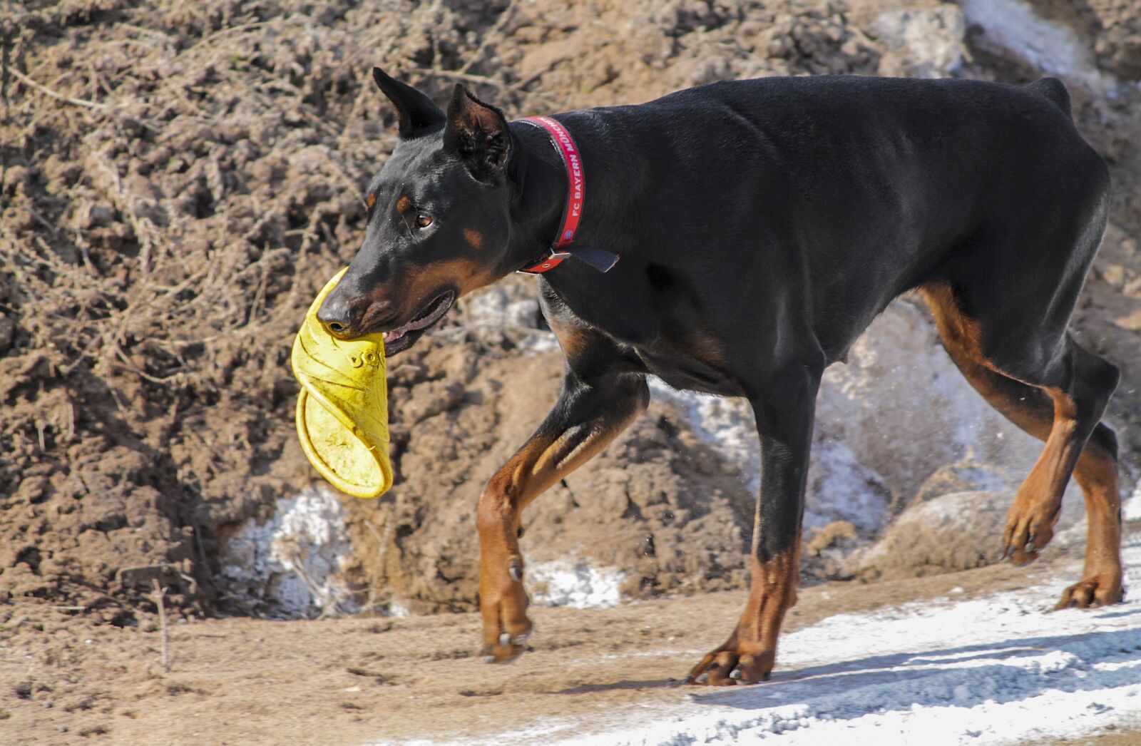 Canon EF-S 55-250mm F4-5.6 IS II sample photo. Doberman, pinscher, dog photography