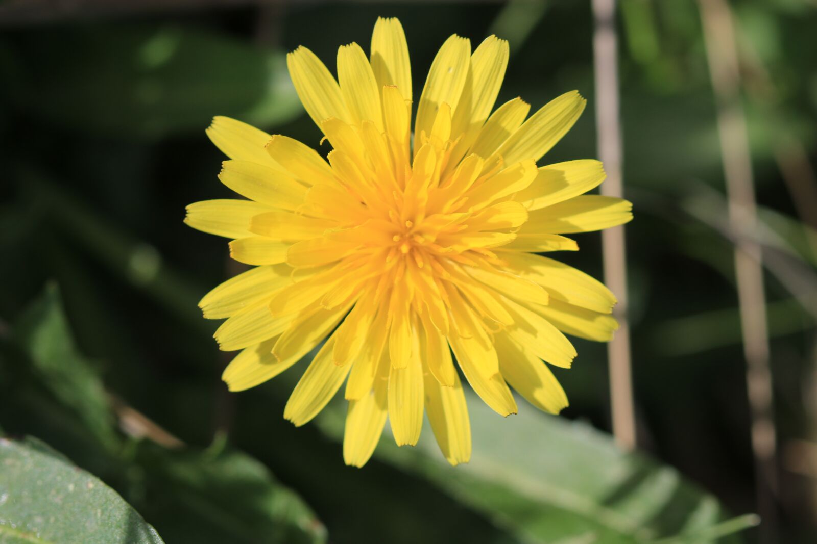 Canon EOS 70D + Canon EF 100mm F2.8 Macro USM sample photo. Green, yellow, flower photography