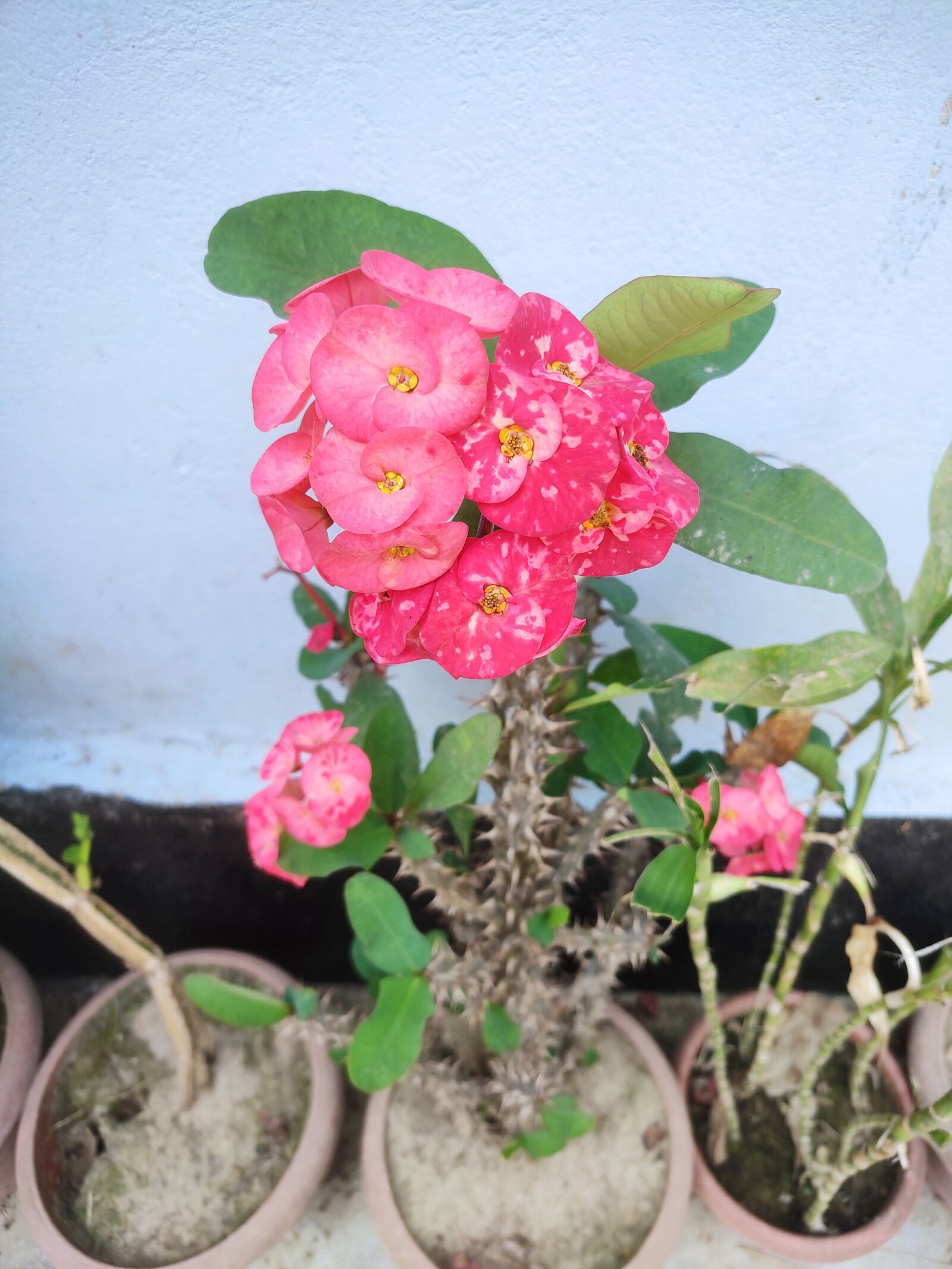 Xiaomi Redmi Note 7 Pro sample photo. Flower, red flower, flower photography