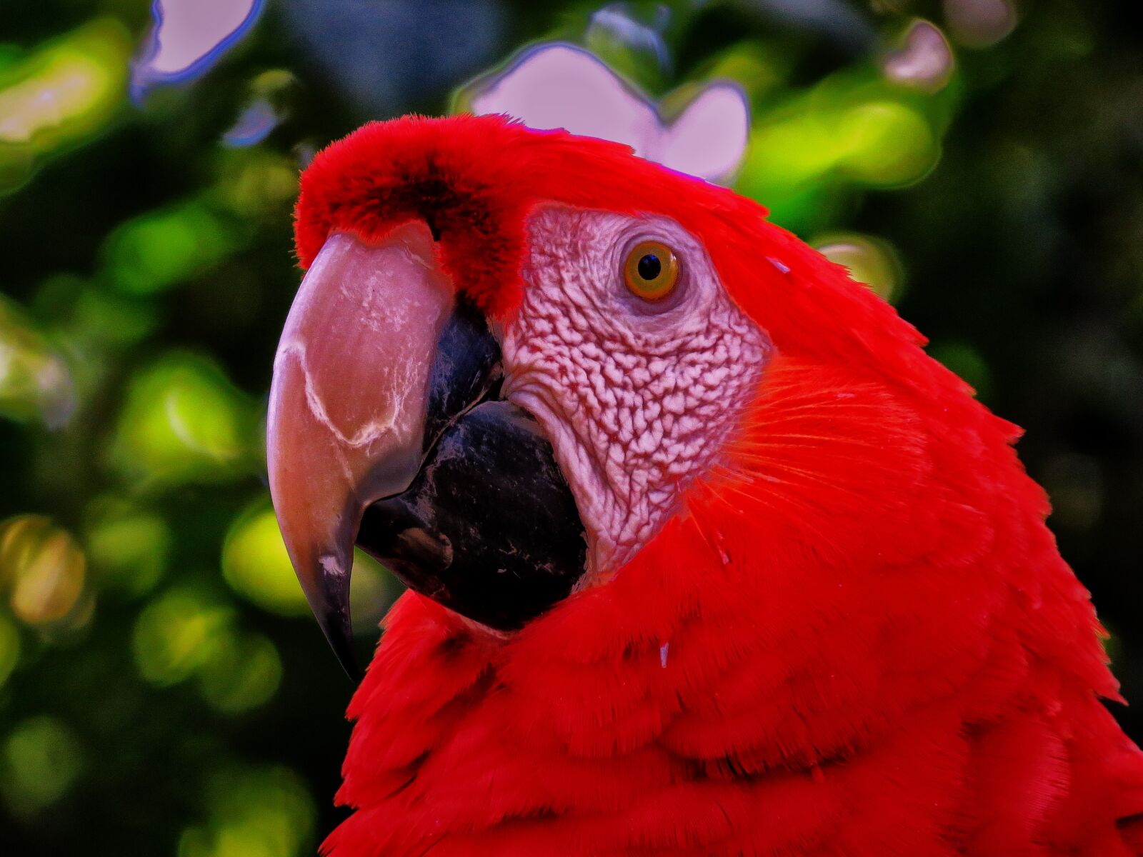 Canon PowerShot SX50 HS sample photo. Parrot, red, nature photography