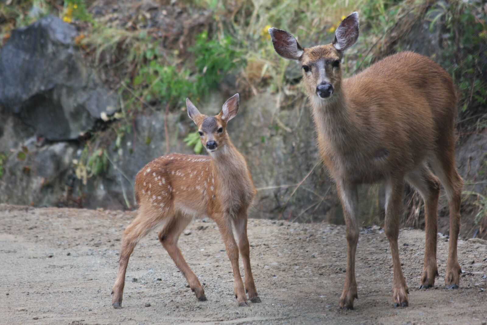 Canon EOS 40D sample photo. Deer, fawn, mother photography