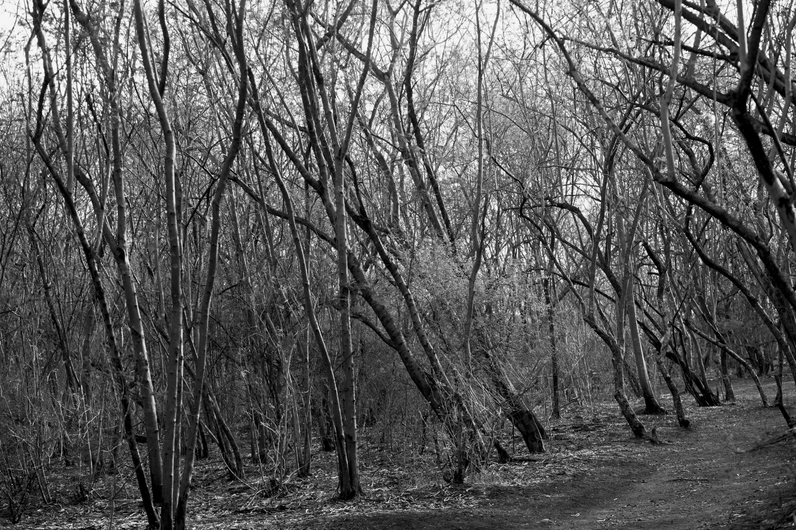 Canon EOS 5D sample photo. First, tree, blackwhite, jungle photography