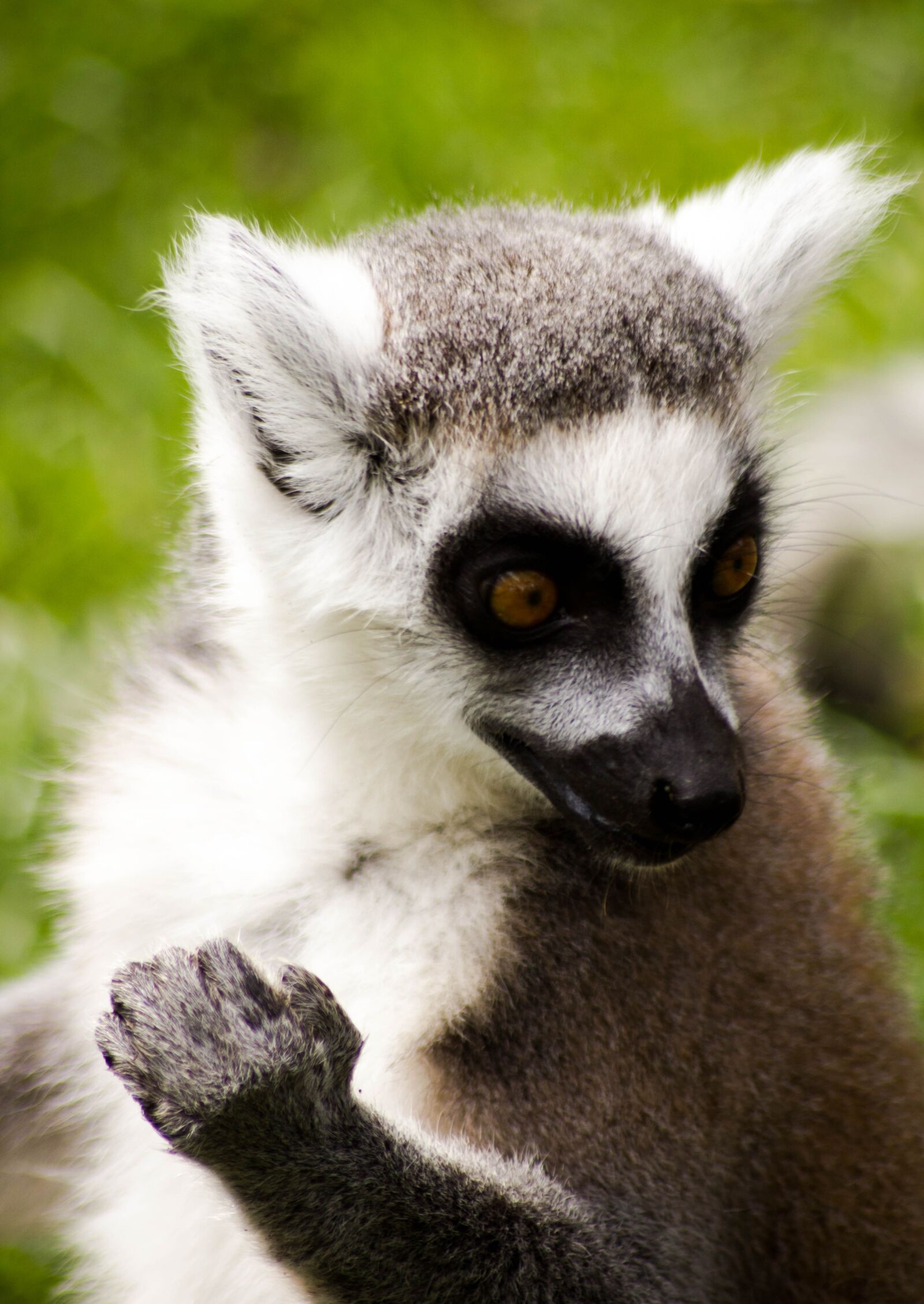 Canon EOS 550D (EOS Rebel T2i / EOS Kiss X4) sample photo. Ring tailed lemur, madagascar photography